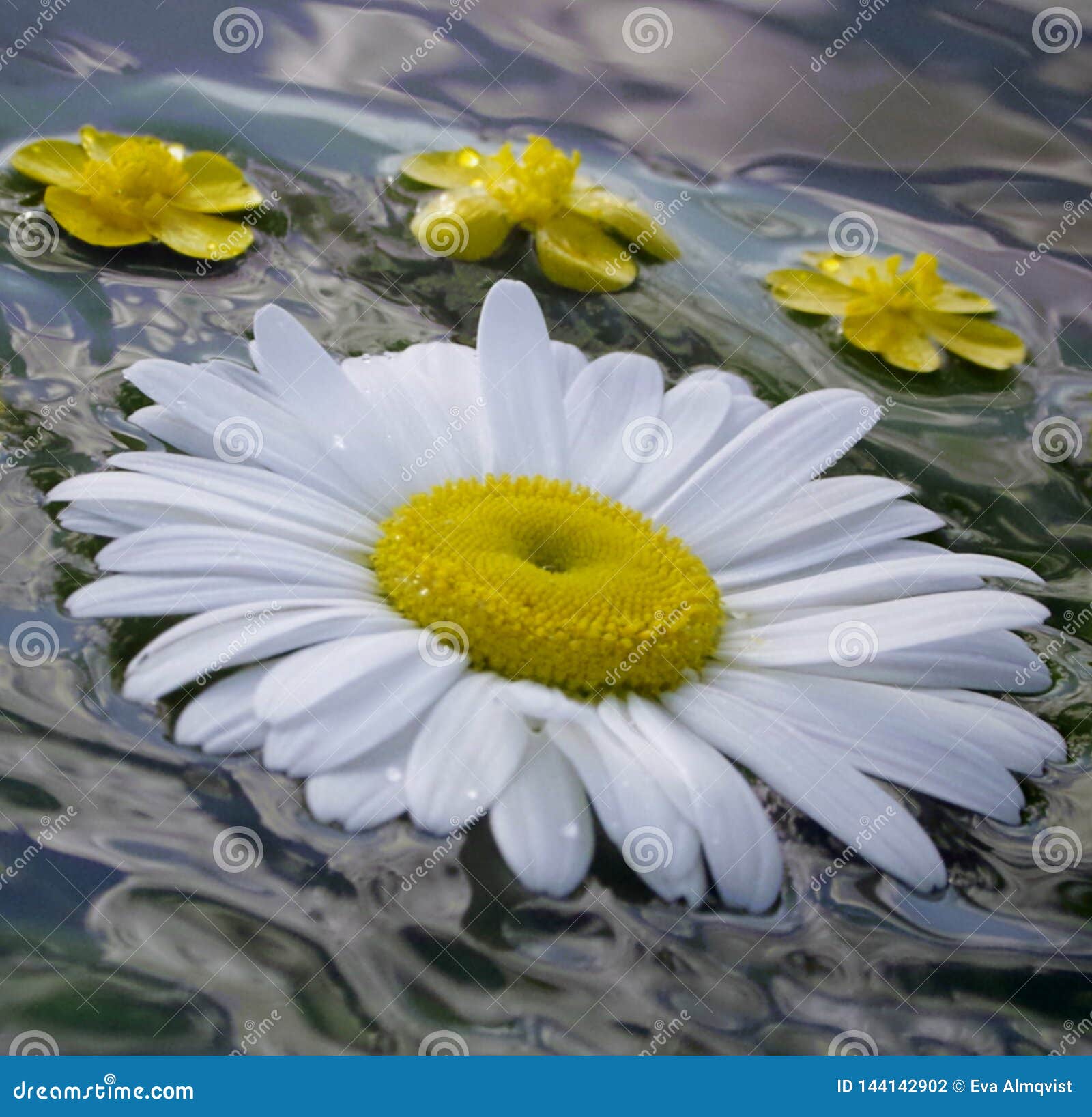 summernight, daisy and buttercop floating in the water