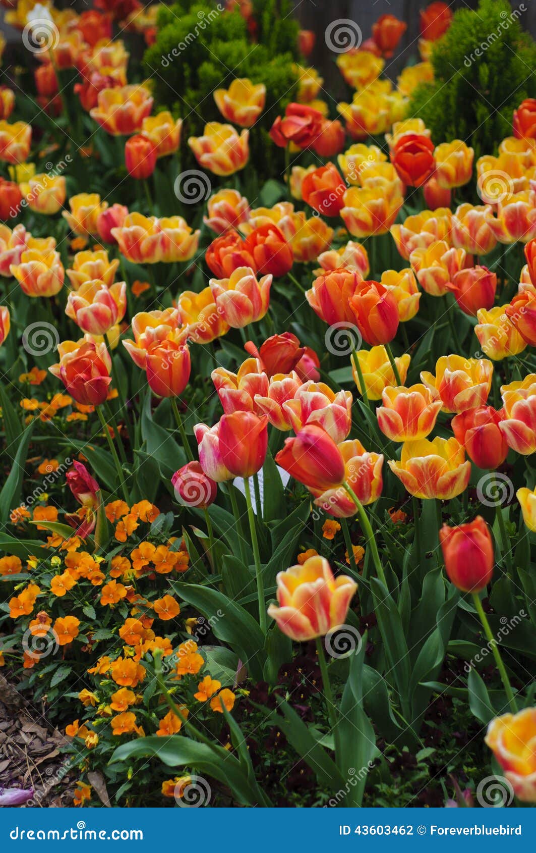 Summertime Meadow of Yellow and Red Tulips Stock Photo - Image of ...