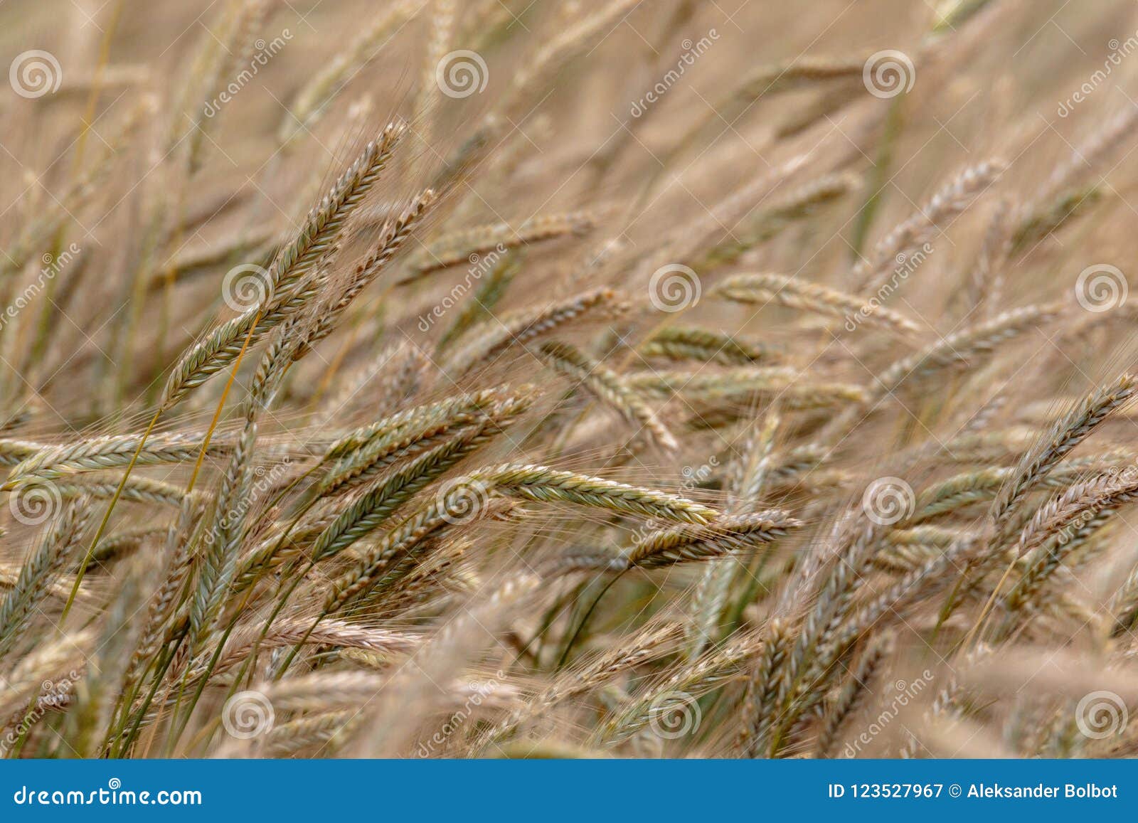 rye ears in motion blurr close-up