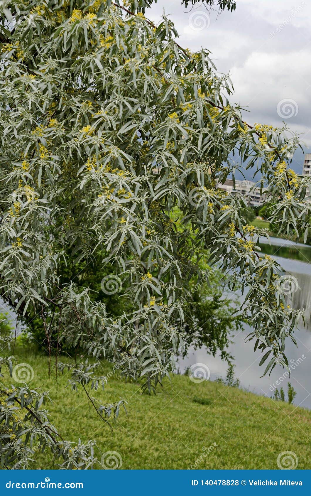 Summertime With Small Flowering White Willow Or Salix Alba Tree Of