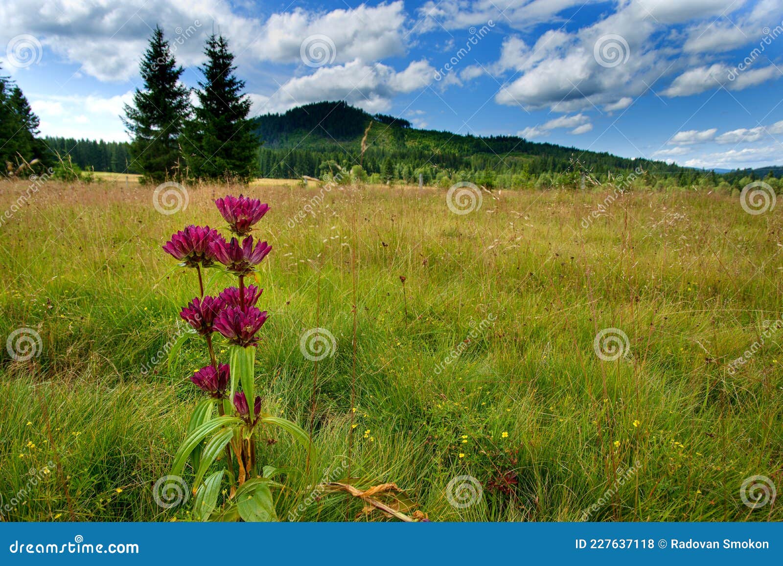 summery meadow in sumava mountains