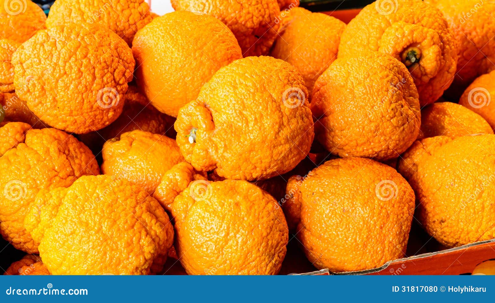 Sumo Mandarin Orange Citrus Reticulata Royalty Free Stock Image CartoonDealer 93983854 sumo-mandarin-orange-citrus-reticulata-royalty-free-stock-image-cartoondealer-93983854
