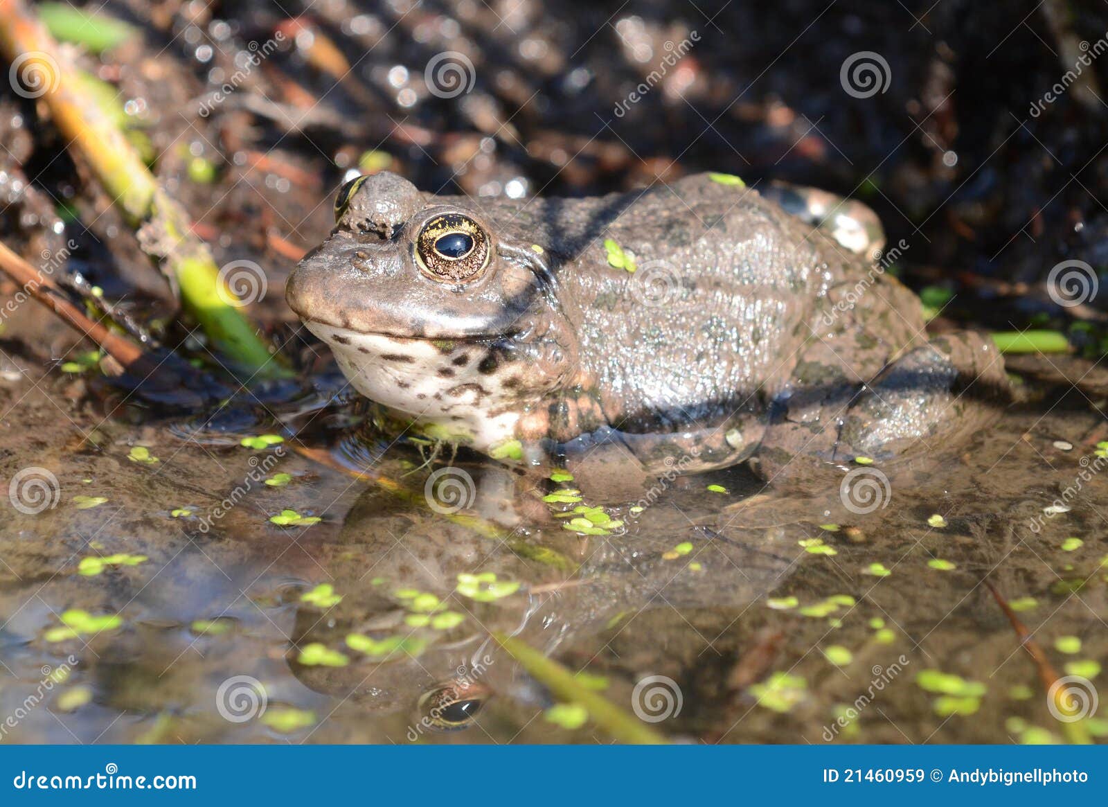 SumpfFrosch (Rana Ridibunda) Stockbild Bild von sumpf, grün 21460959