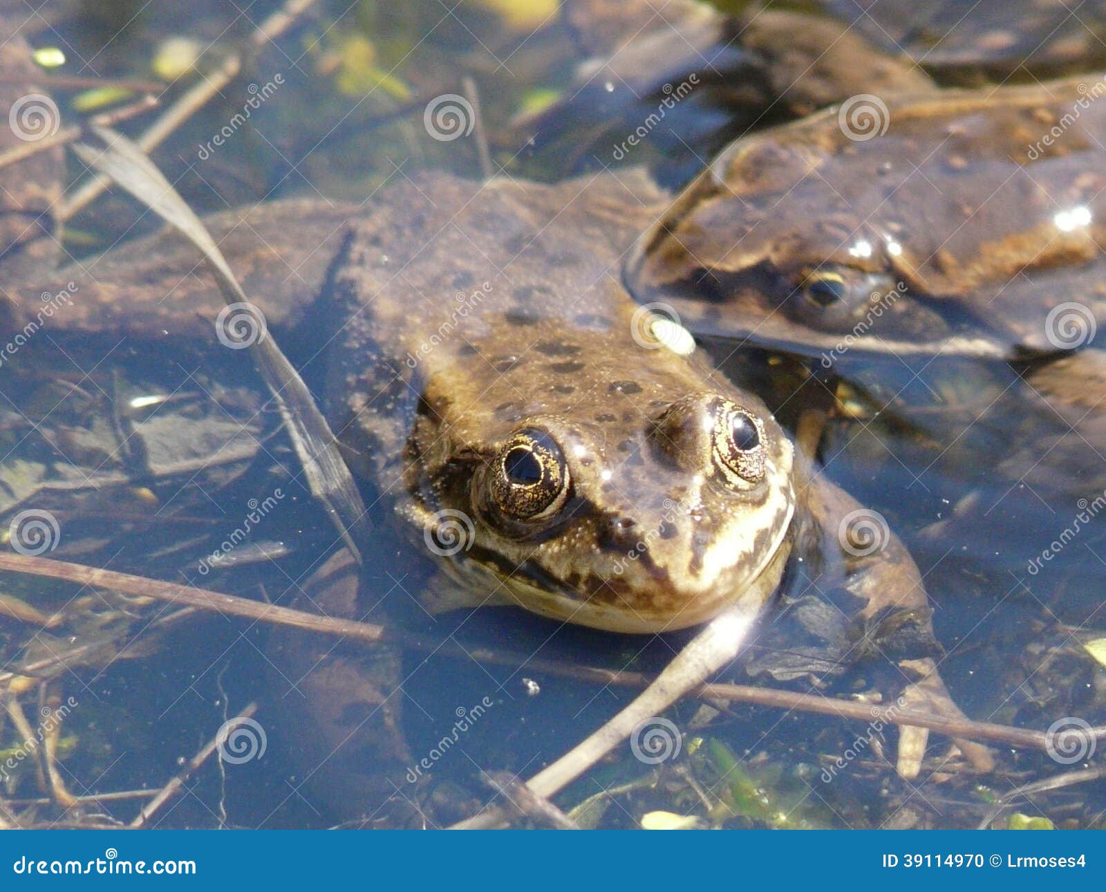Sumpfiger Frosch stockfoto. Bild von wasser, eier, braun 39114970