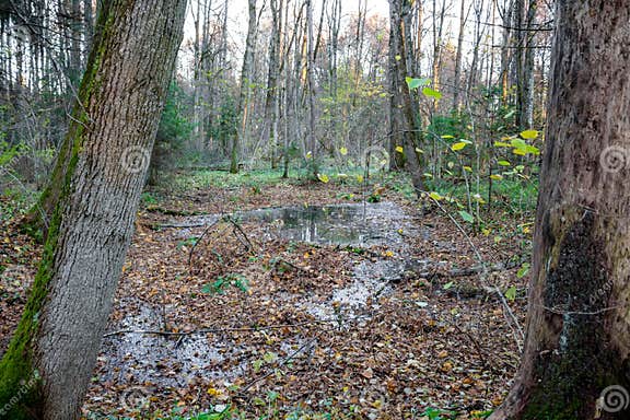 Sumpfiger Teich im Wald stockfoto. Bild von herbst, park 140044560
