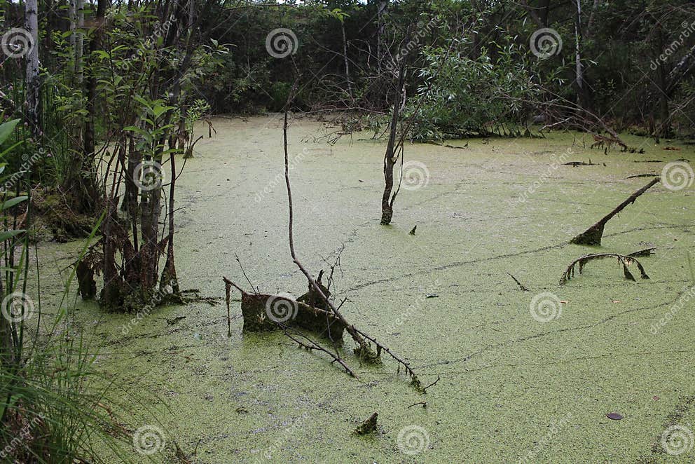 Sumpfiger Teich Mit Schlamm Im Sumpfmorast Stockbild Bild von park
