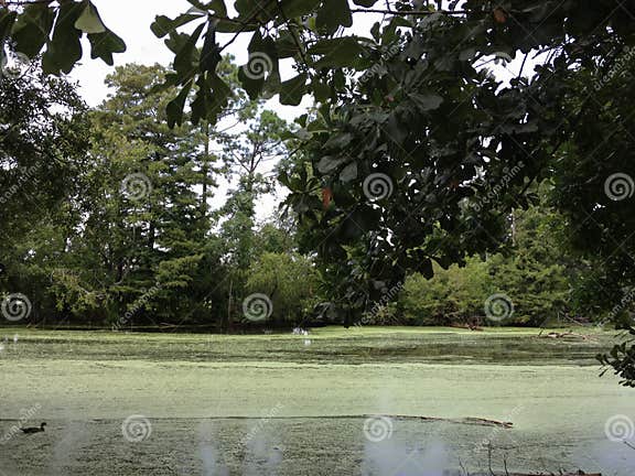Sumpfiger Teich stockfoto. Bild von ente, sumpfig, bayou 184274910