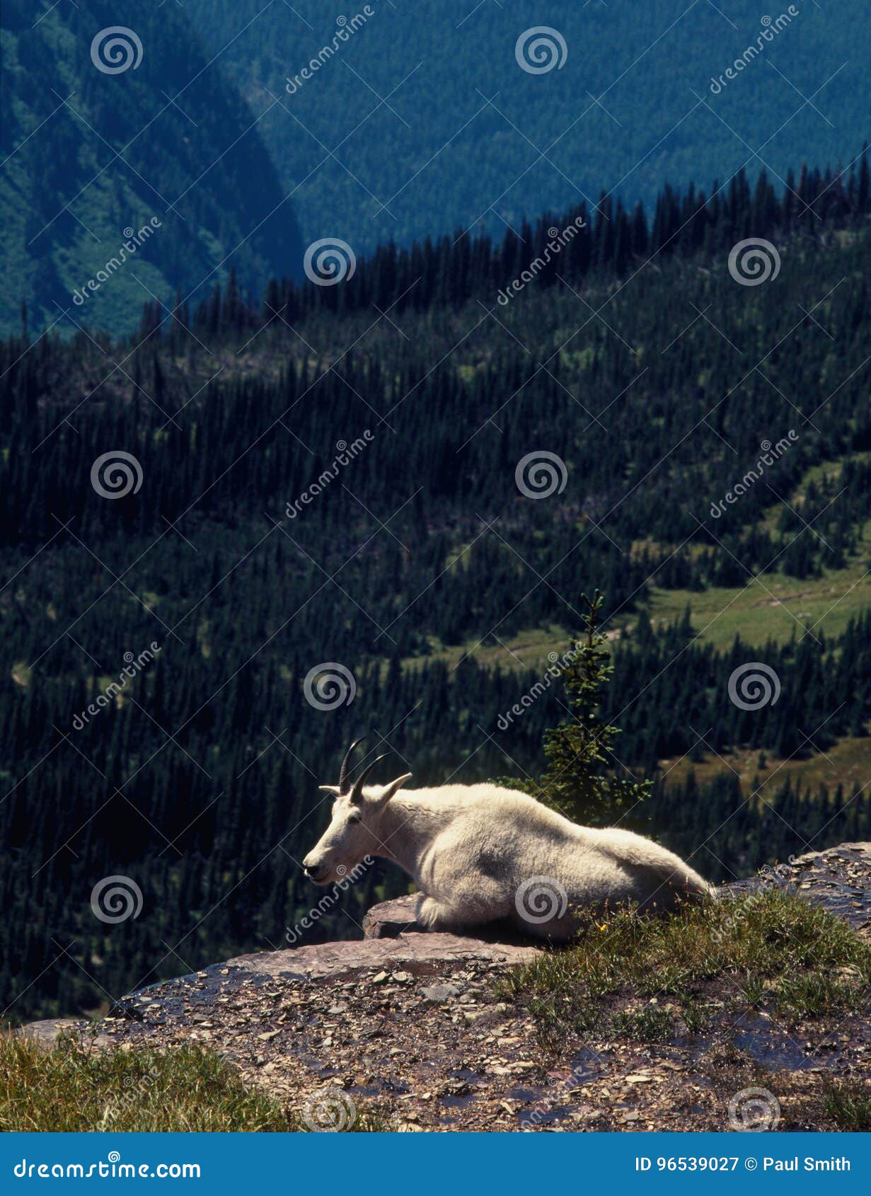 sun-bathing mountain goat in the lewis range, glacier national park, montana
