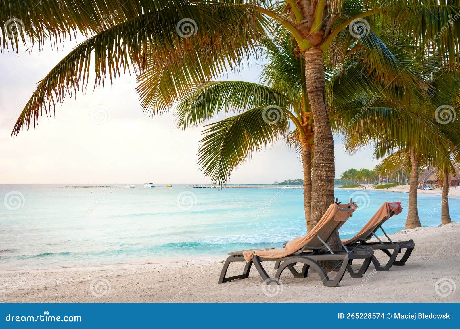 Sun Beds Under Coconut Palm Trees, Mexico Caribbean Coast Stock Photo