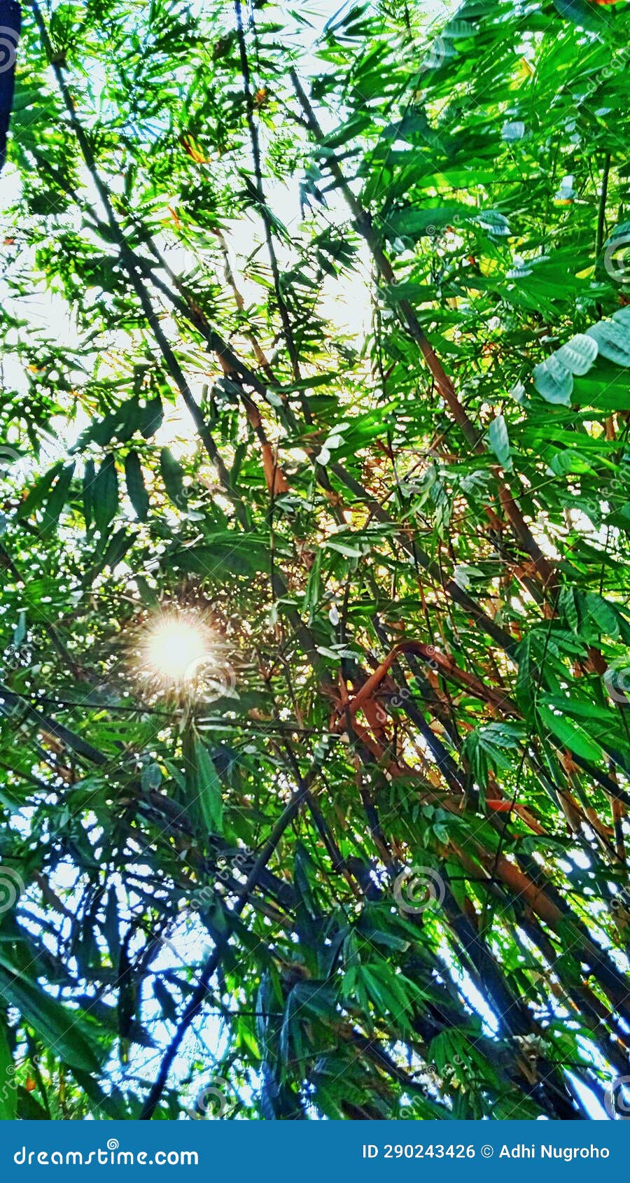 The Sun from Behind the Bamboo Leaves Stock Photo Image of nature
