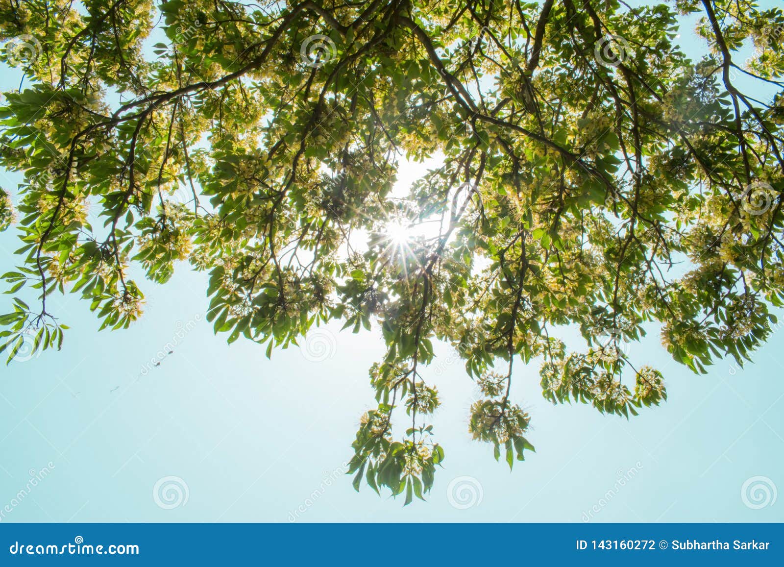 Sun Behind Branches and Leaves in a Sunny Day Stock Photo - Image of