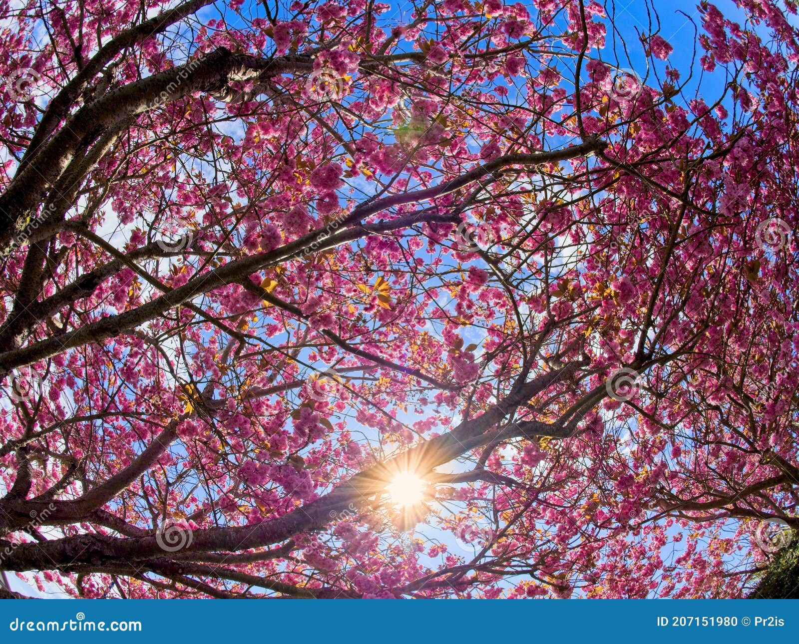 Sun Burst through the Blossoms of a Cherry Tree Stock Photo Image of