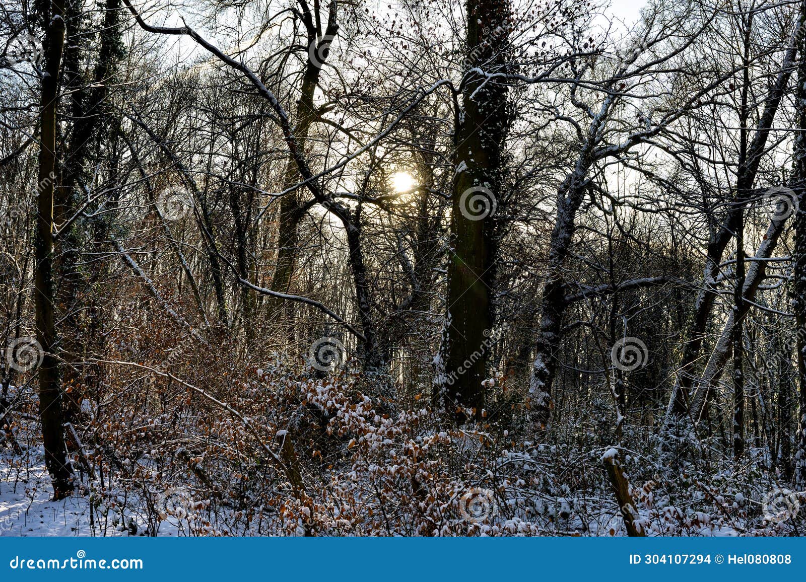 sun coming behind bare tree branches in winter forest with snow.