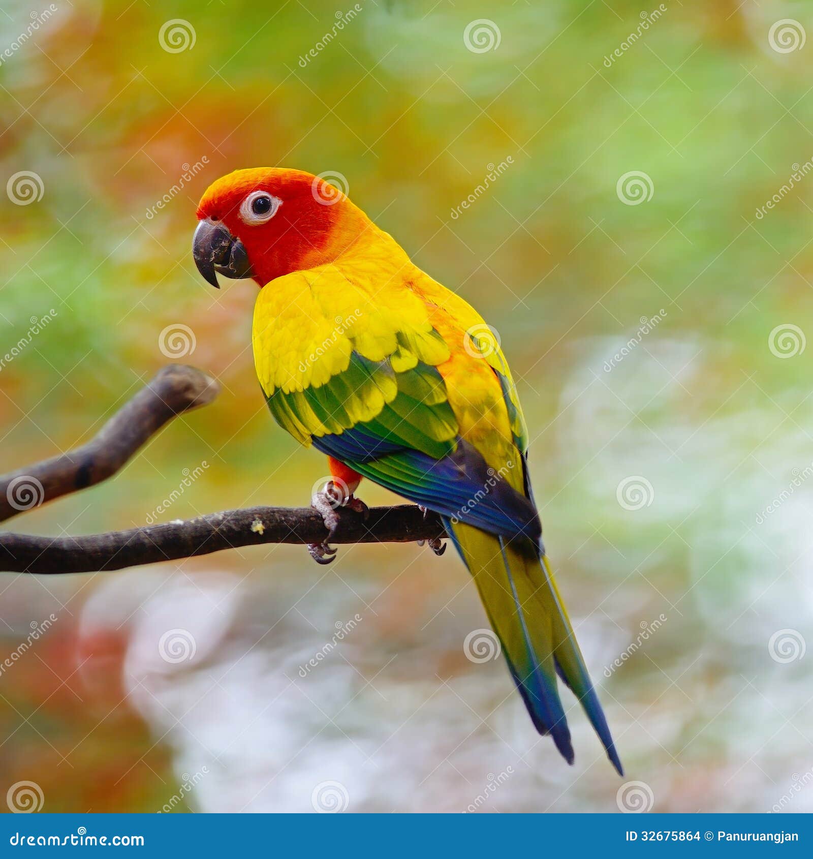 Sun Conure Stock Images - Image: 32675864