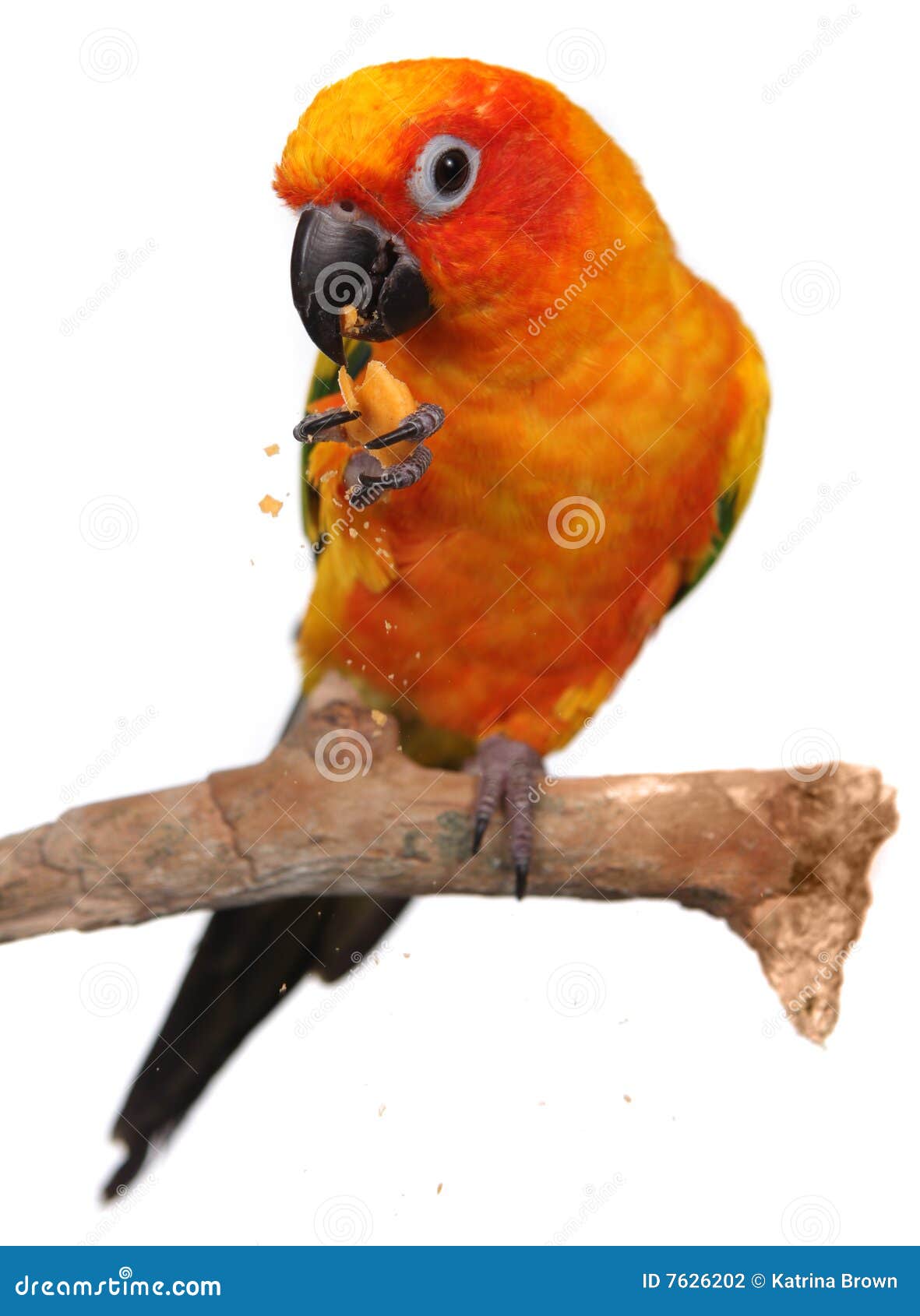 Sun Conure Eating a Cracker Snack Stock Photo Image of feather, perch
