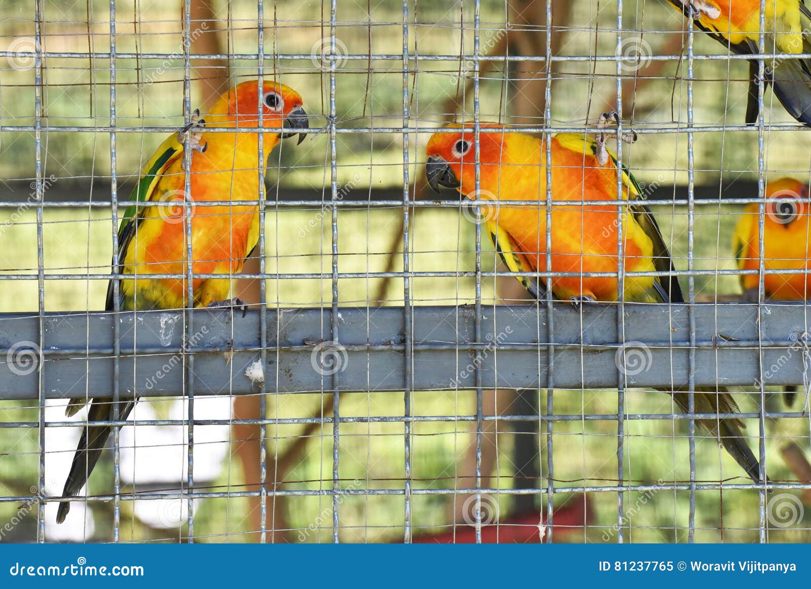 Sun Conure Parrots in Aviary Stock Image Image of mesh, cute 81237765