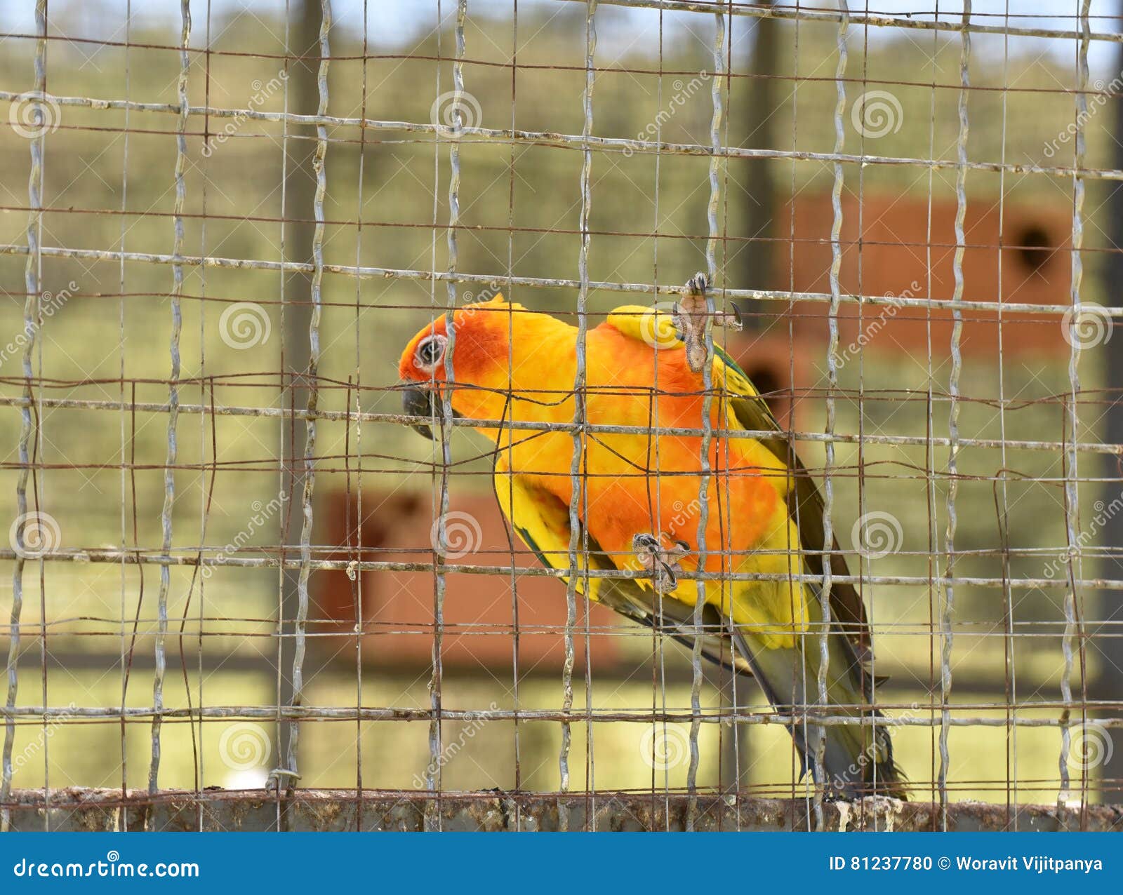 Sun conure parrots in cage stock photo. Image of aviary 81237780