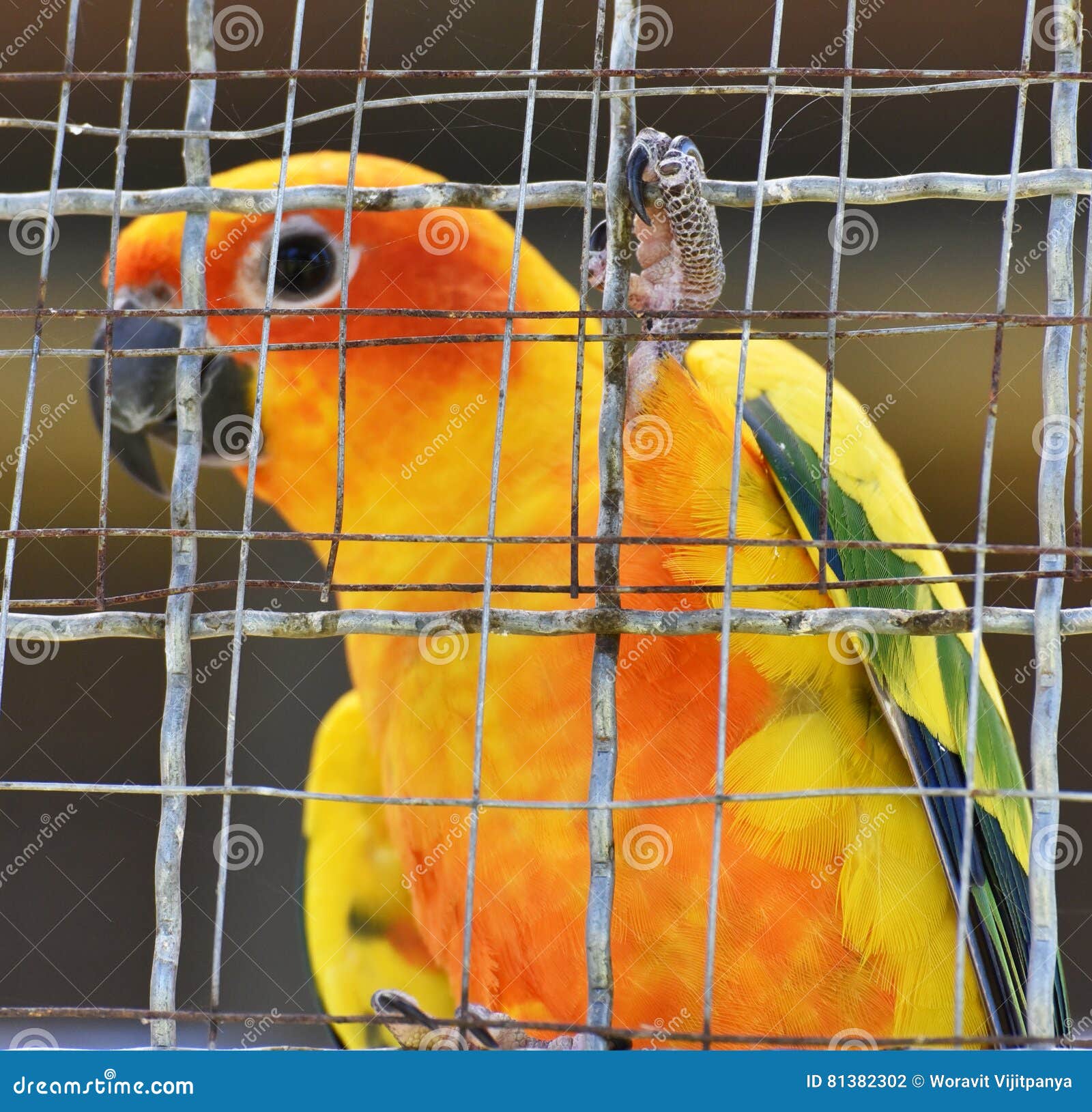 Sun conure parrots in cage stock photo. Image of hanging 81382302