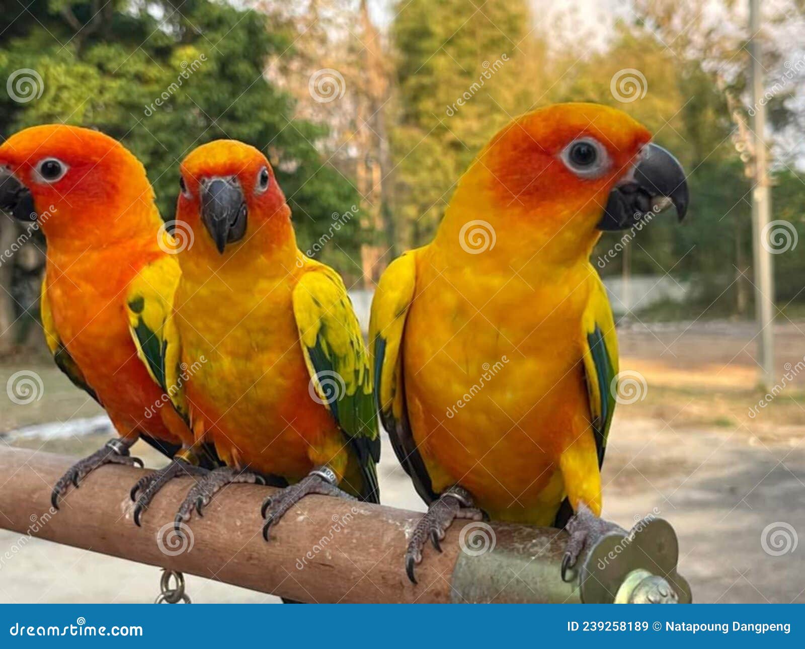 sun cornua parrot perched on a branch