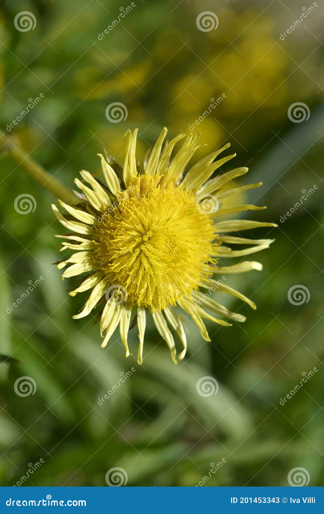 Sun daisy stock image. Image of berkheya, leaf, radula 201453343