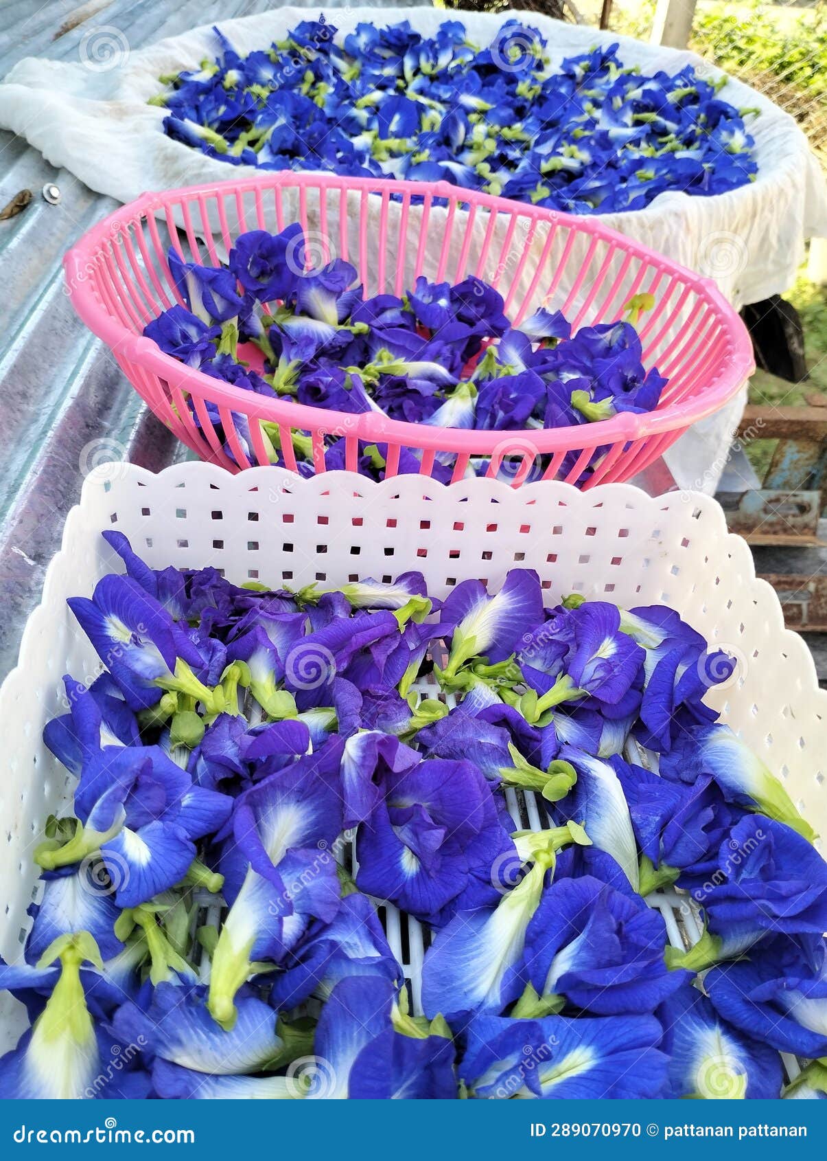 Sundried butterfly pea stock photo. Image of pink, petal 289070970