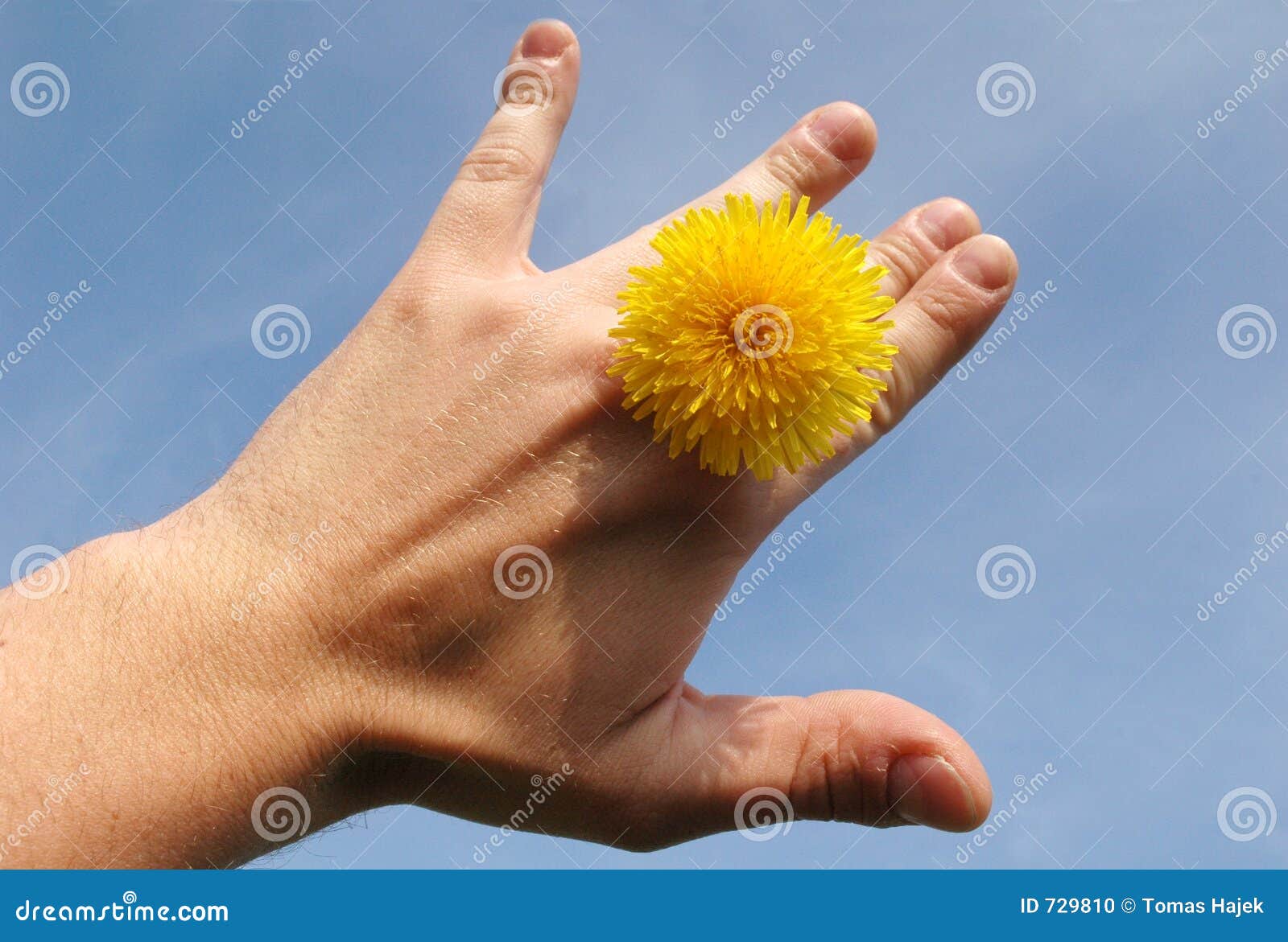 Sun between fingers stock photo. Image of vegetal, healthy 729810
