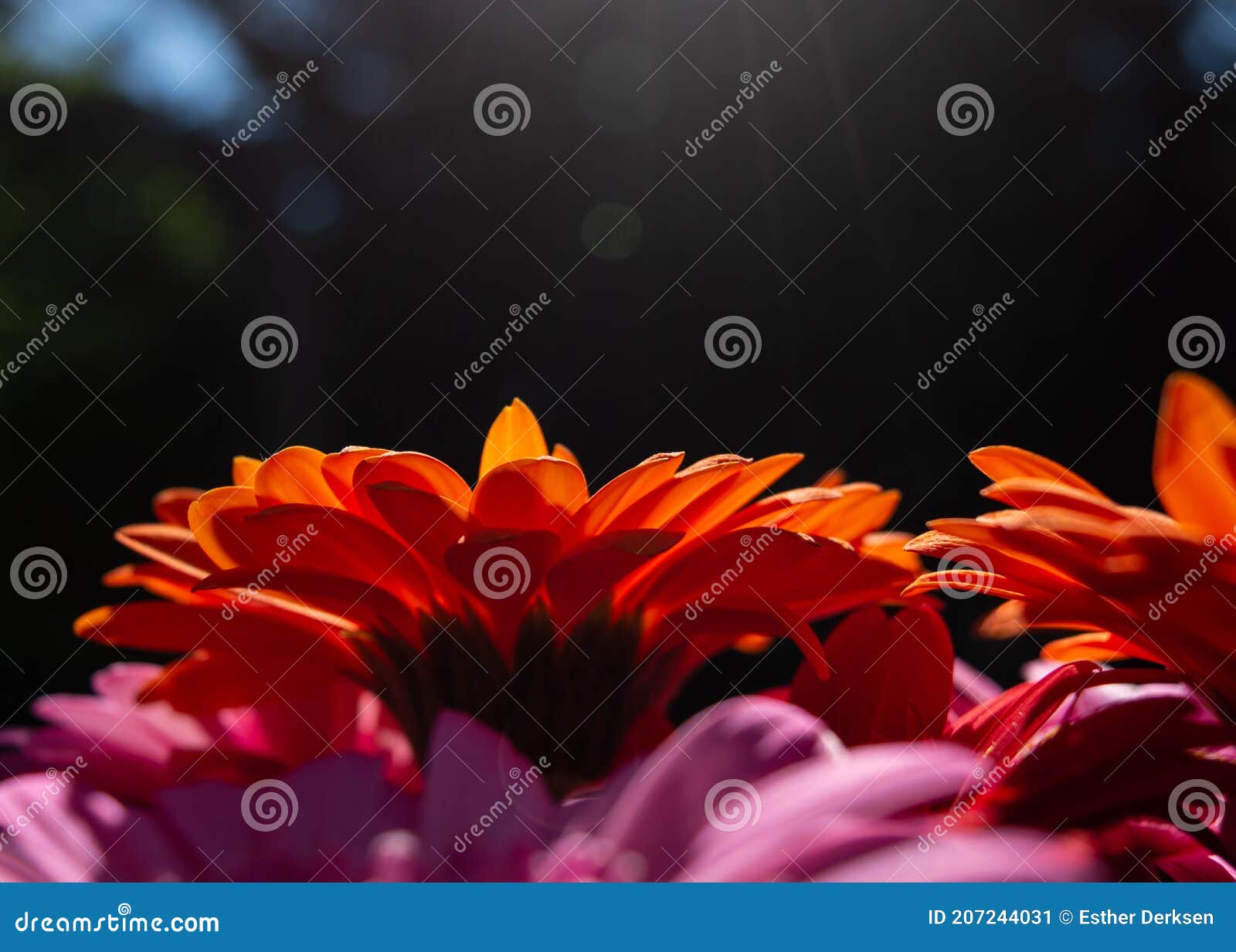 Closeup Images of Gerbera Daisies in the Sun Stock Image Image of