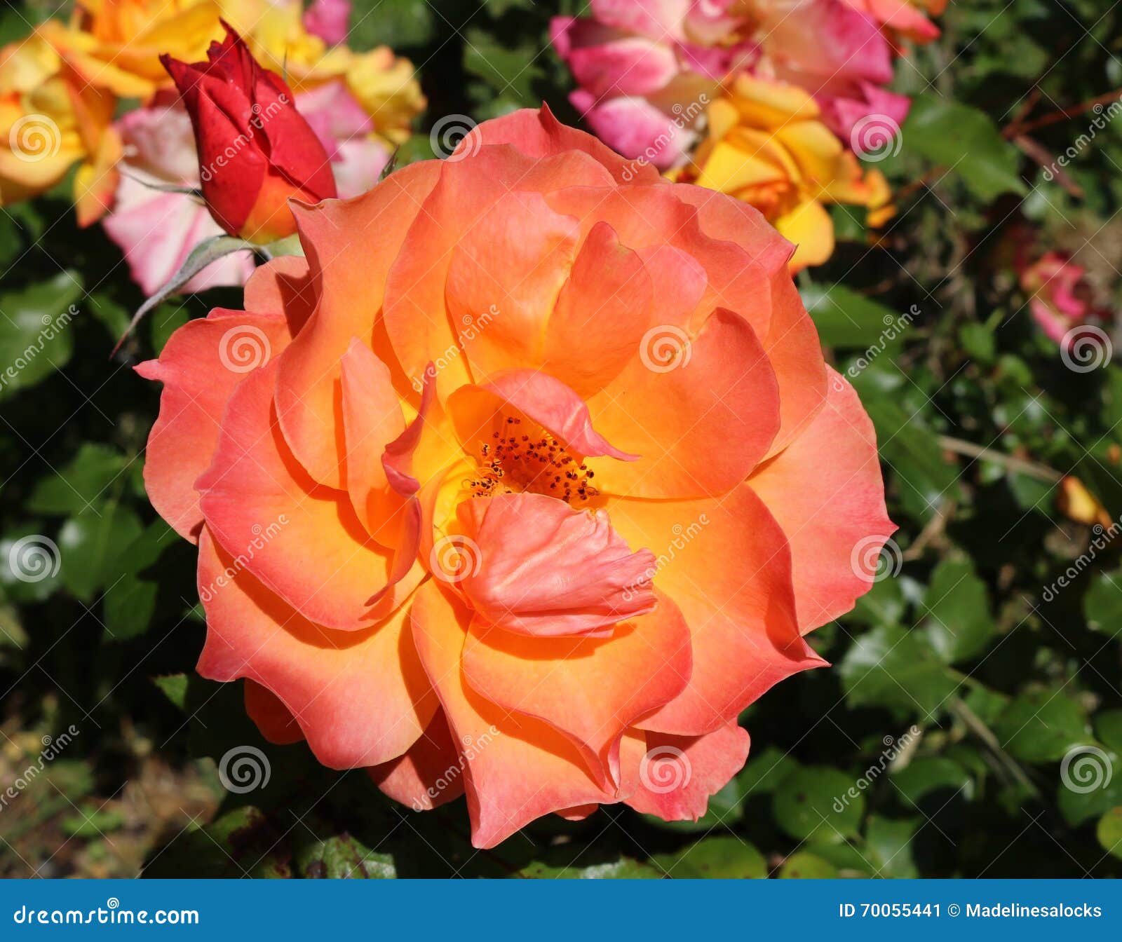 Sun Flare rose stock image. Image of orange, garden, flower - 70055441