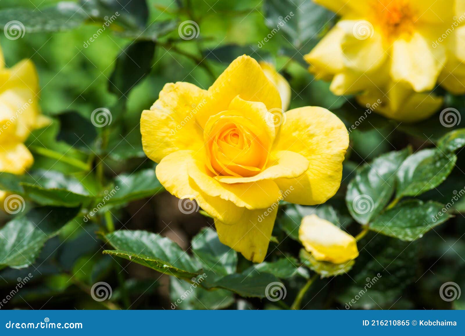 Sun Flare Rose or Violet Rose in Garden Stock Image Image of