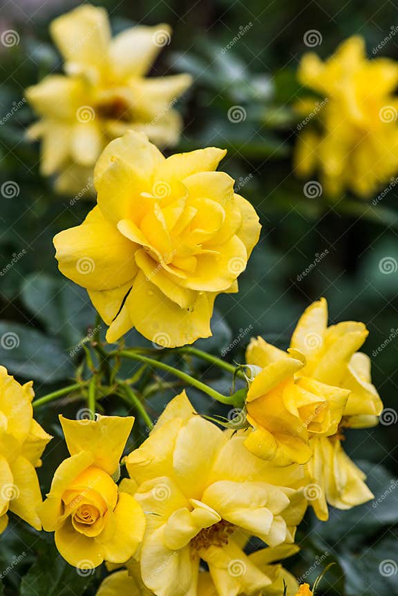 Sun Flare Rose or Yellow Rose in Garden Stock Image - Image of macro