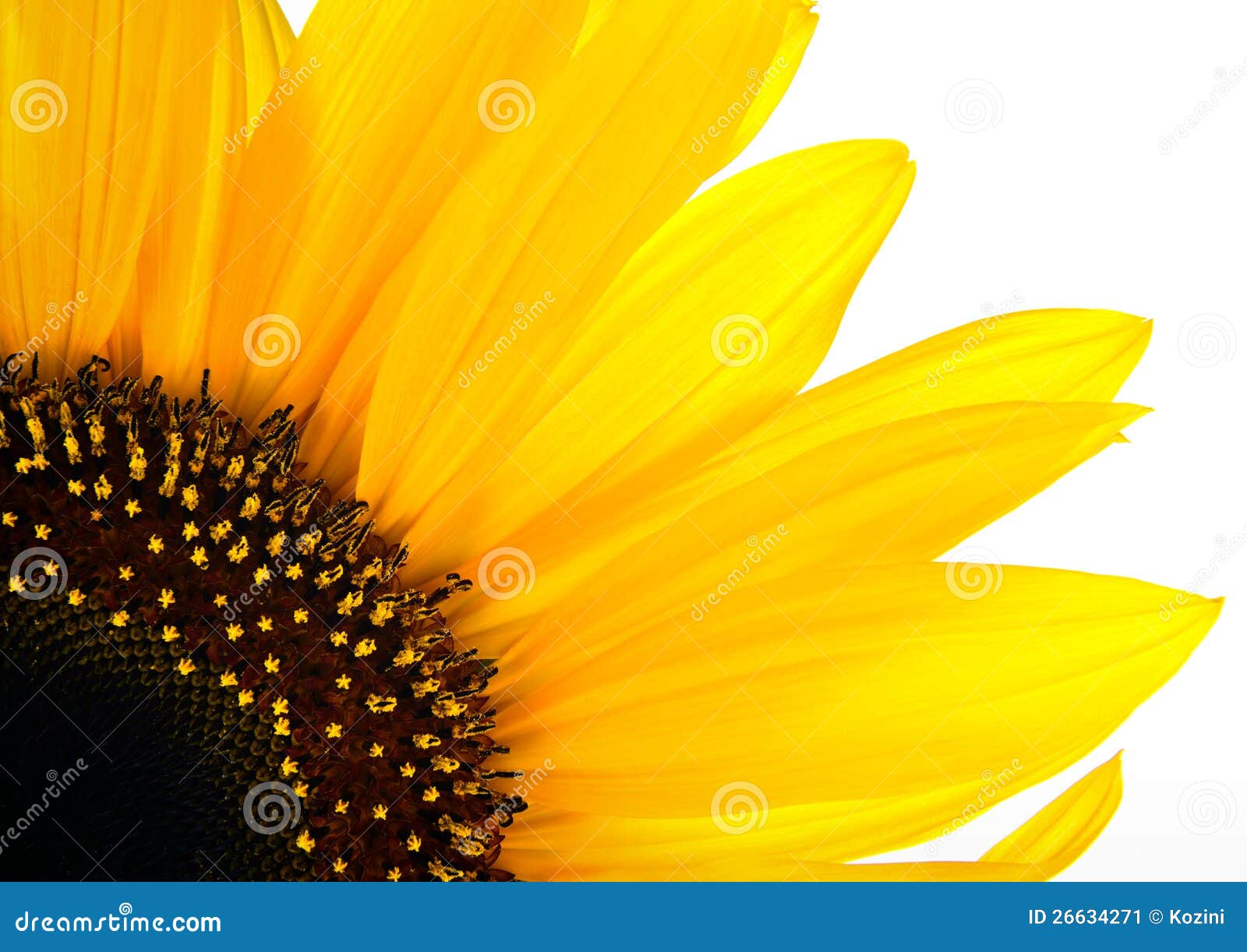 sun flower background