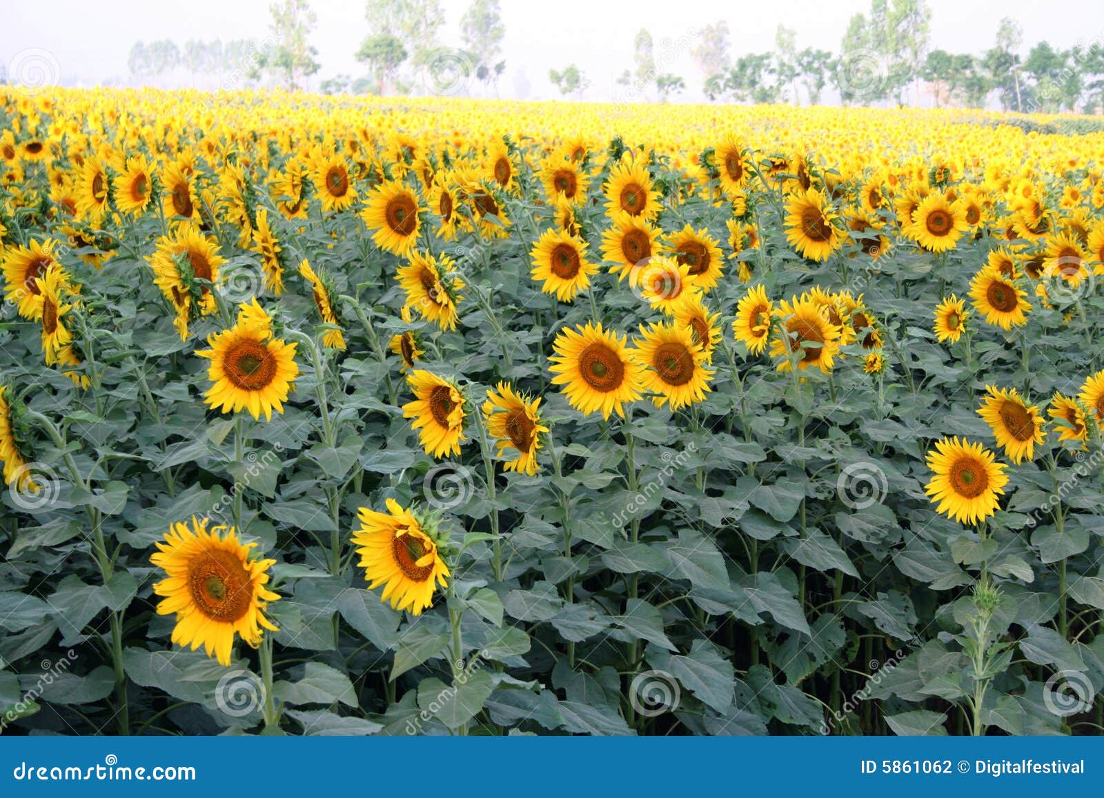 Sun Flower Cultivation, North India Stock Photo Image of fresh