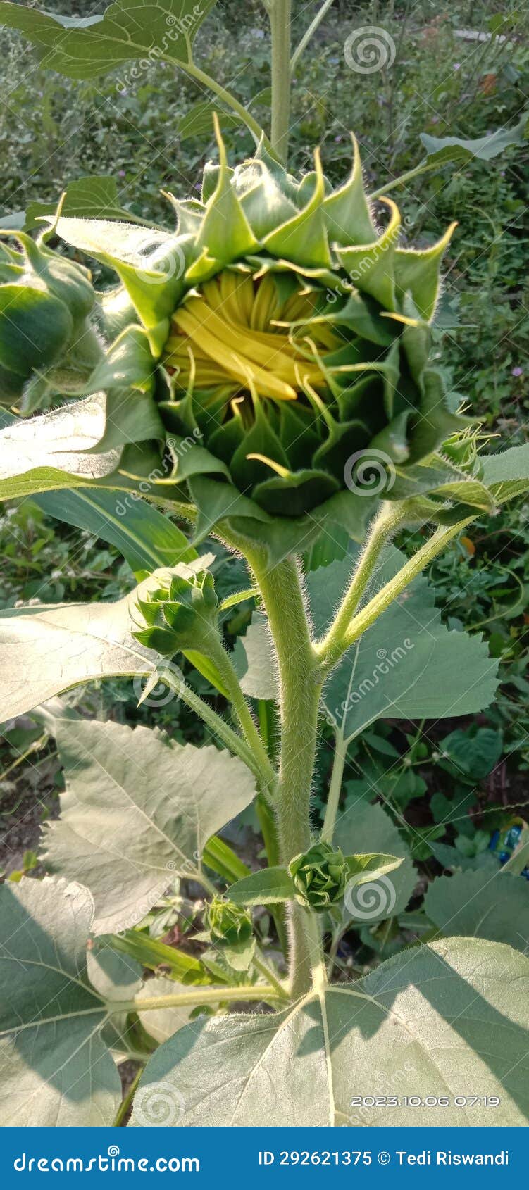 Sun flower grow up super stock image. Image of grow 292621375