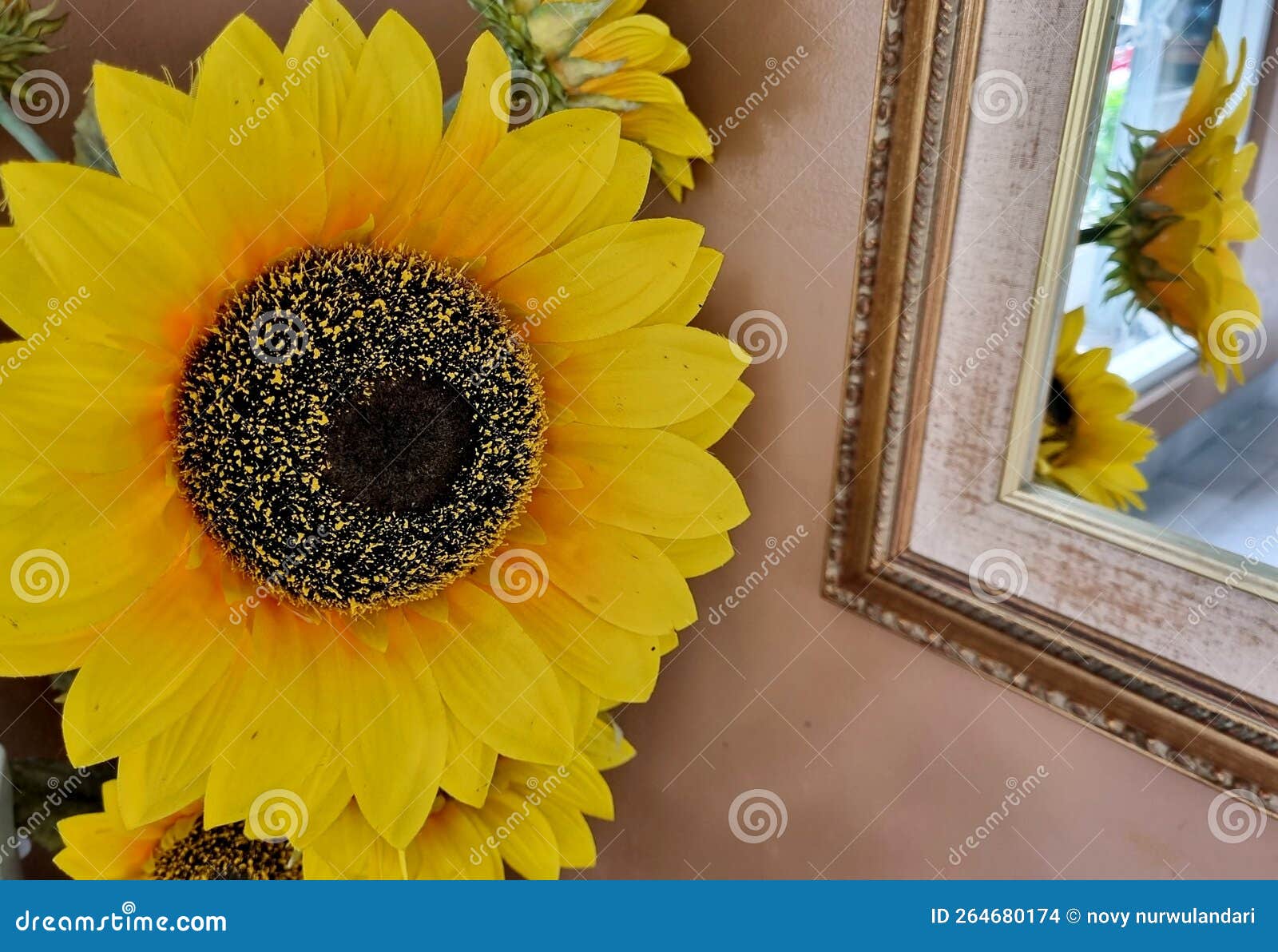 The Reflection of Sun Flowers in the Mirror Stock Photo Image of reflection, flower 264680174