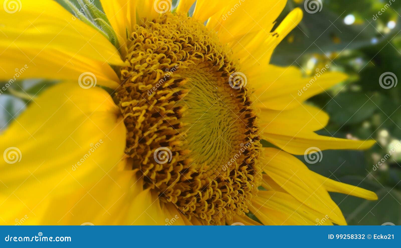 Sun flower stock photo. Image of shiny, yellow, like 99258332