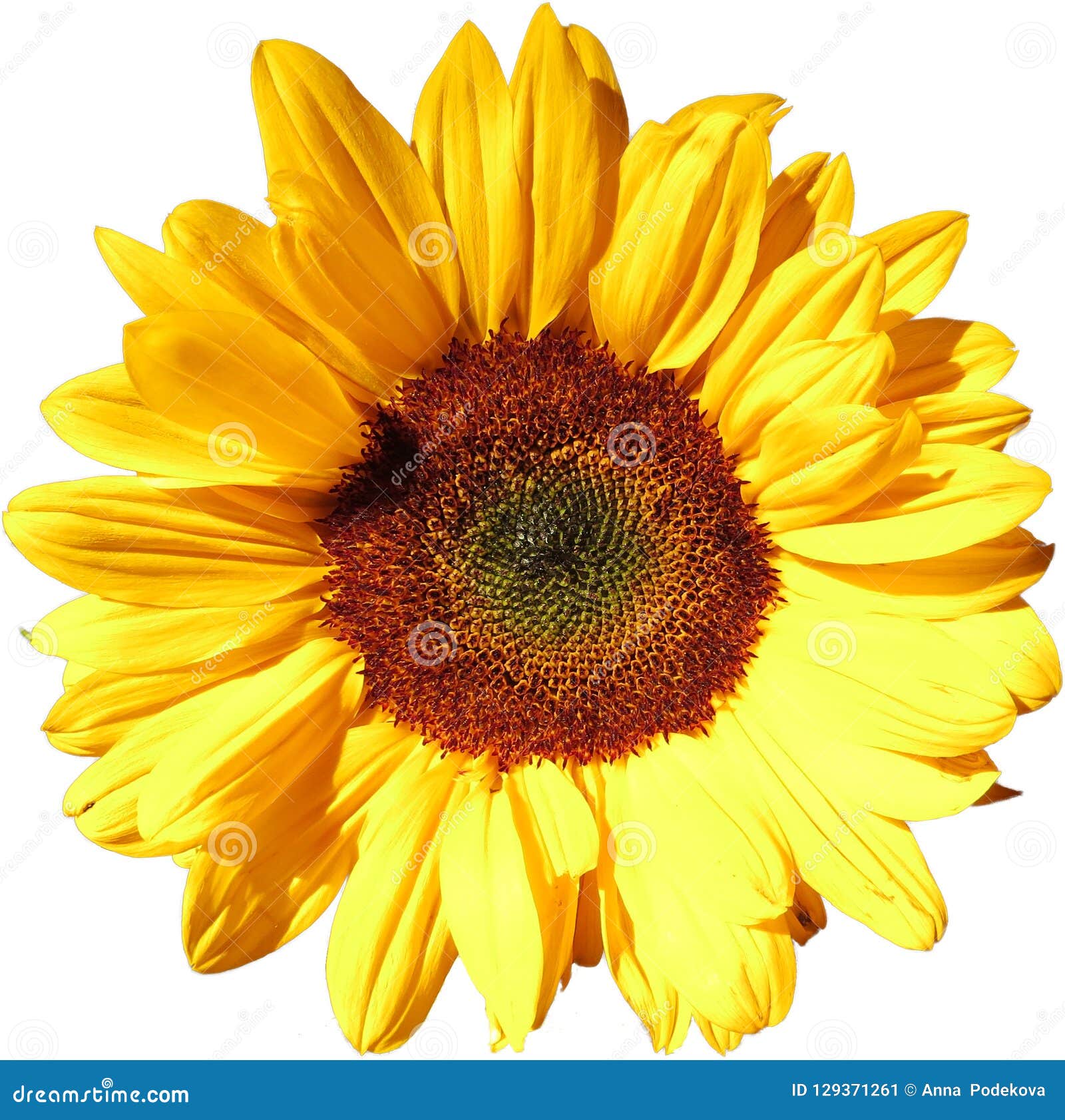 Sun Flower on Transparent Background in the Additional Png File Stock Image  - Image of dressed, colorful: 129371261