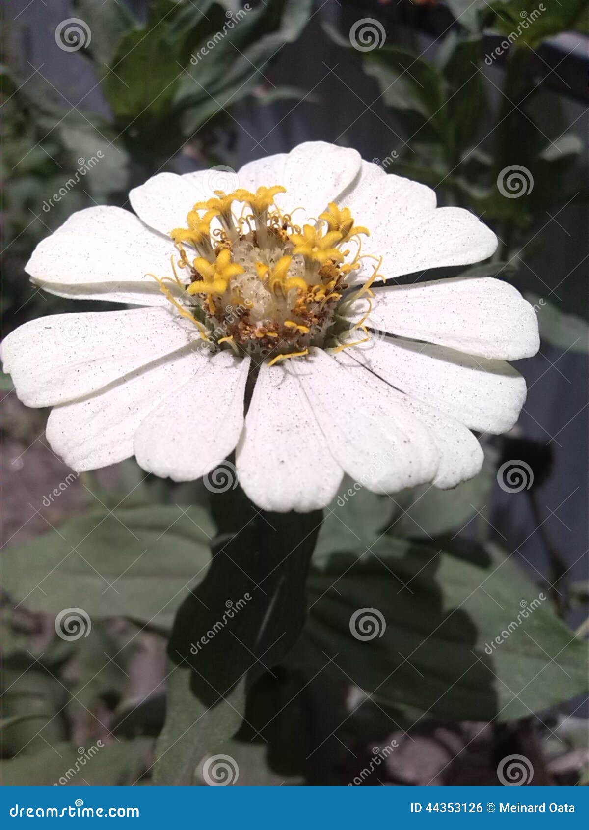 Sun Flower White stock photo. Image of bloomer, white 44353126