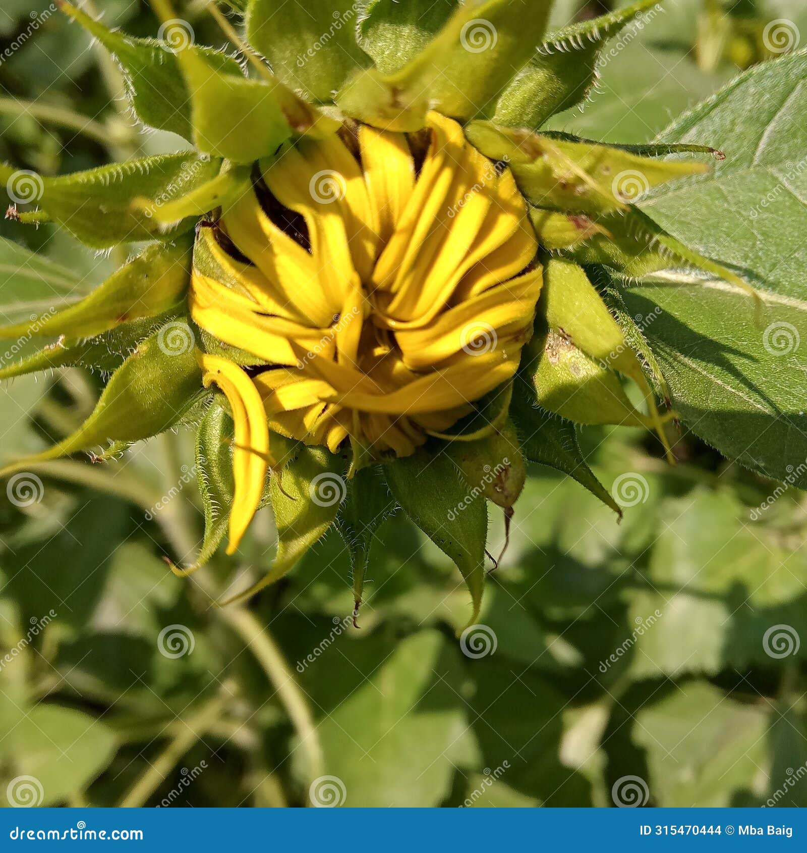 sun flower yellow yet to bloom sepals petals leaves calyx corolla