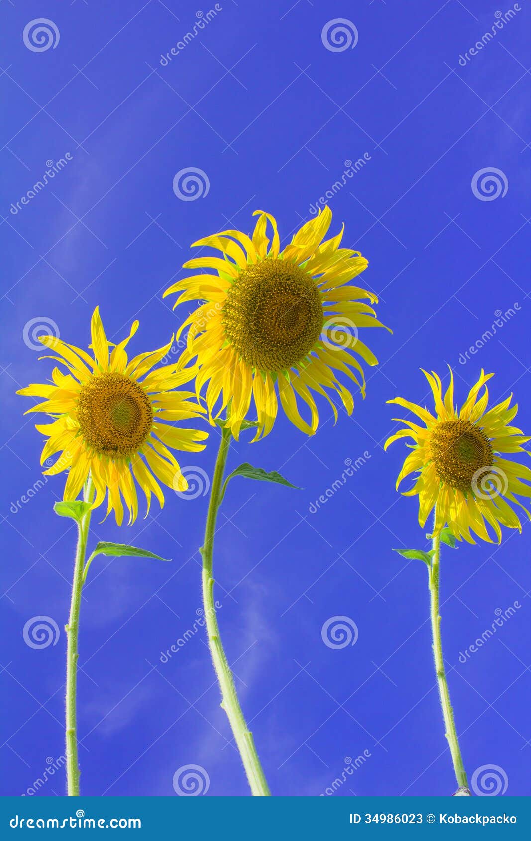 Sun flowers stock image. Image of plant, nature, blue 34986023