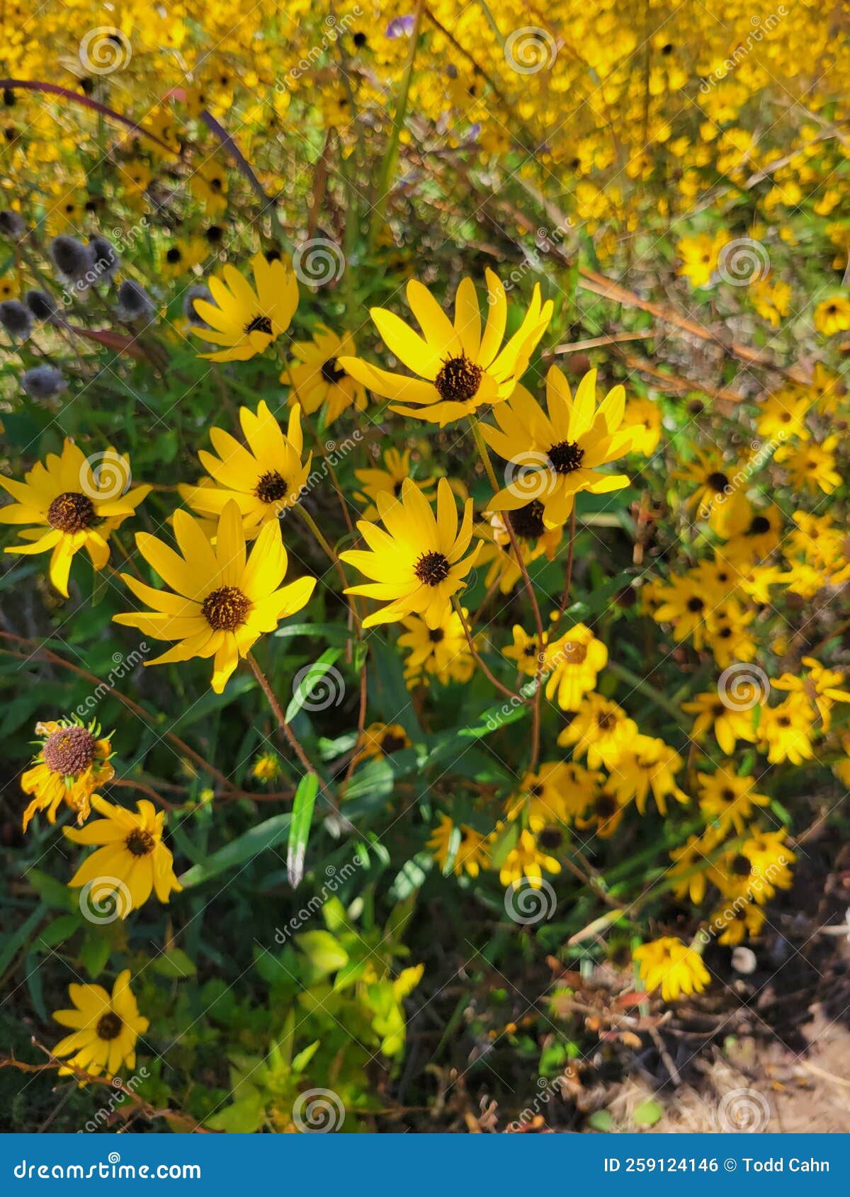 Sun Flowers in Greenville stock photo. Image of grass 259124146