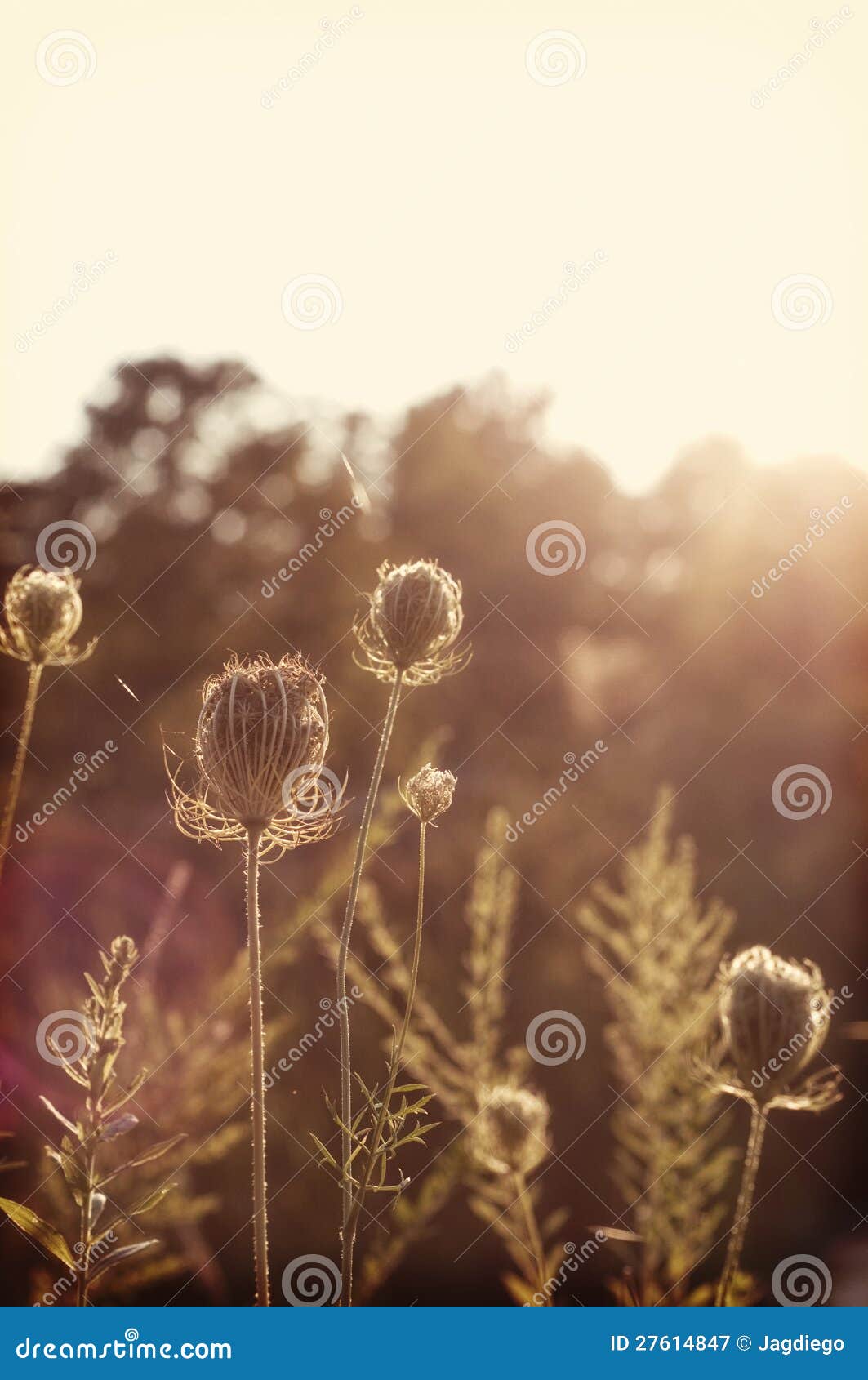 Sun-kissed Summer Flower stock image. Image of plant - 27614847