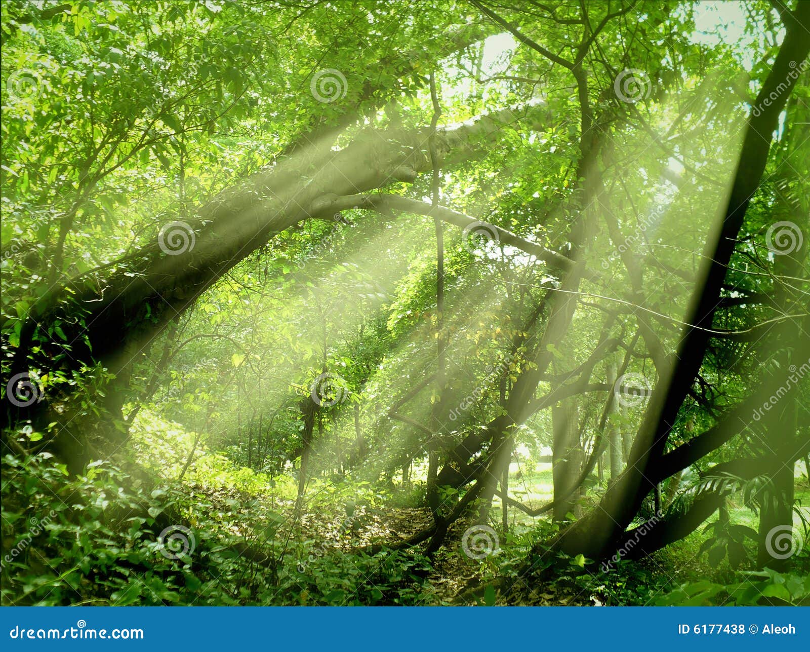 Sun-Lichtstrahlen durch ein tropisches Holz. Schöne Solarlichtstrahlen, welche die Methode durch einen Nebel in einem tropischen Holz bilden