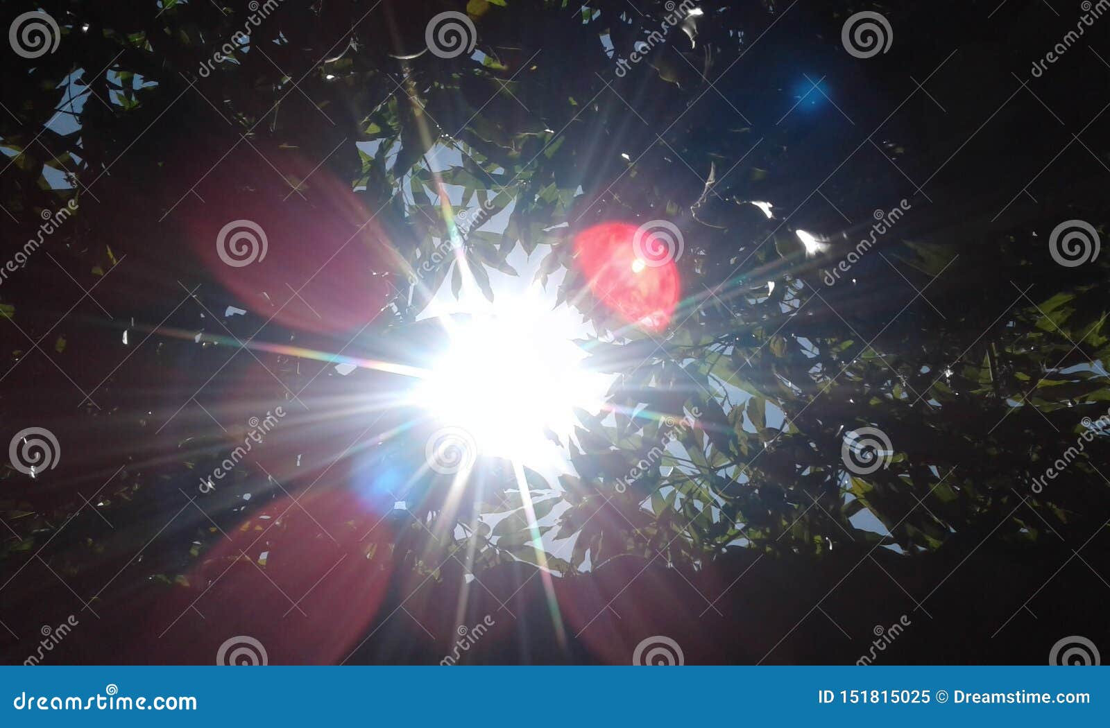 sun in the nature