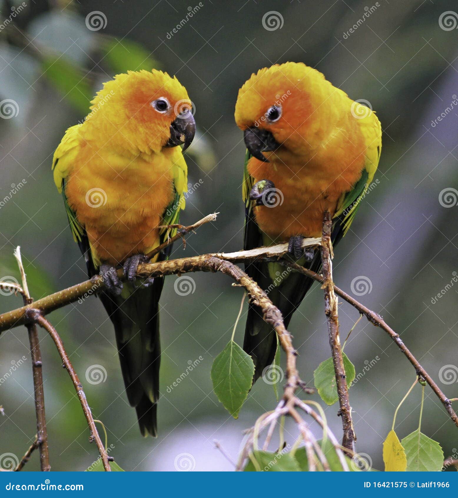 tal vez temperatura exprimir The Sun Parakeet or Sun Conure Parrots Stock Image - Image of america,  golden: 16421575