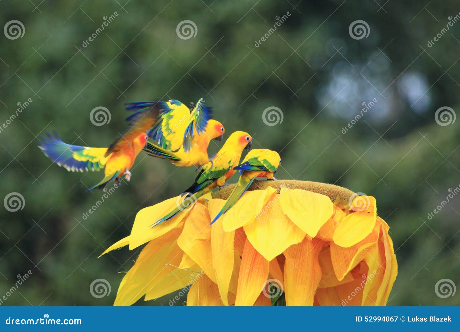 Sun parakeets stock image. Image of solstitialis, conure 52994067