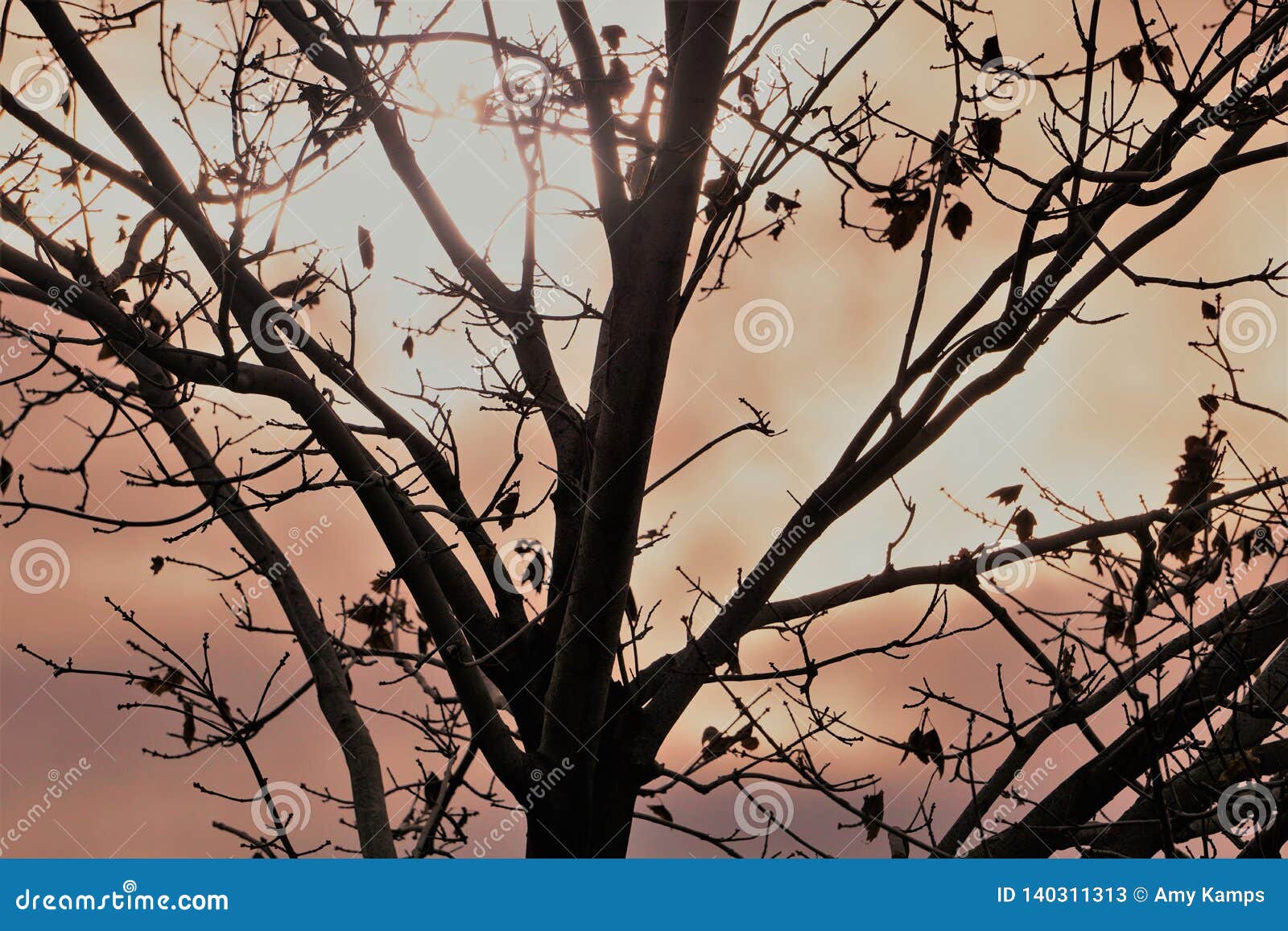 Sun Peeks Through Thick Clouds Behind Bare Tree Stock Image Image Of