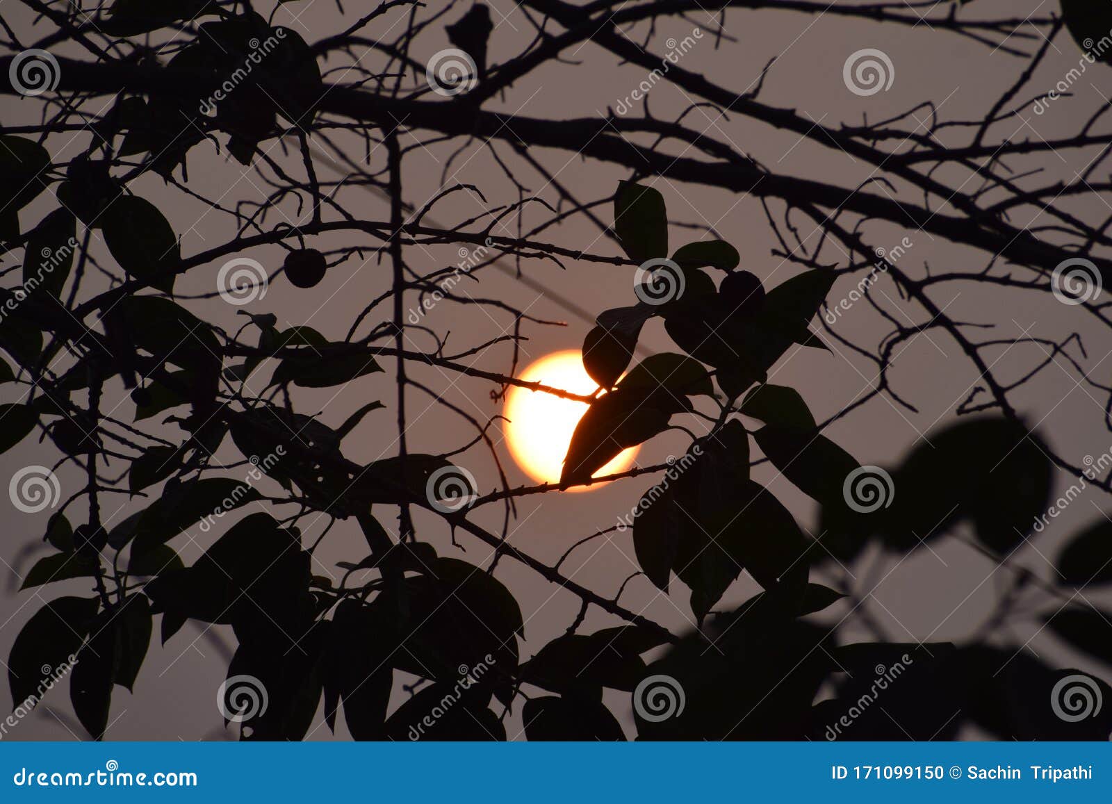 The Sun Peeks Through The Tree Clump Urban City Stock Photo Image Of