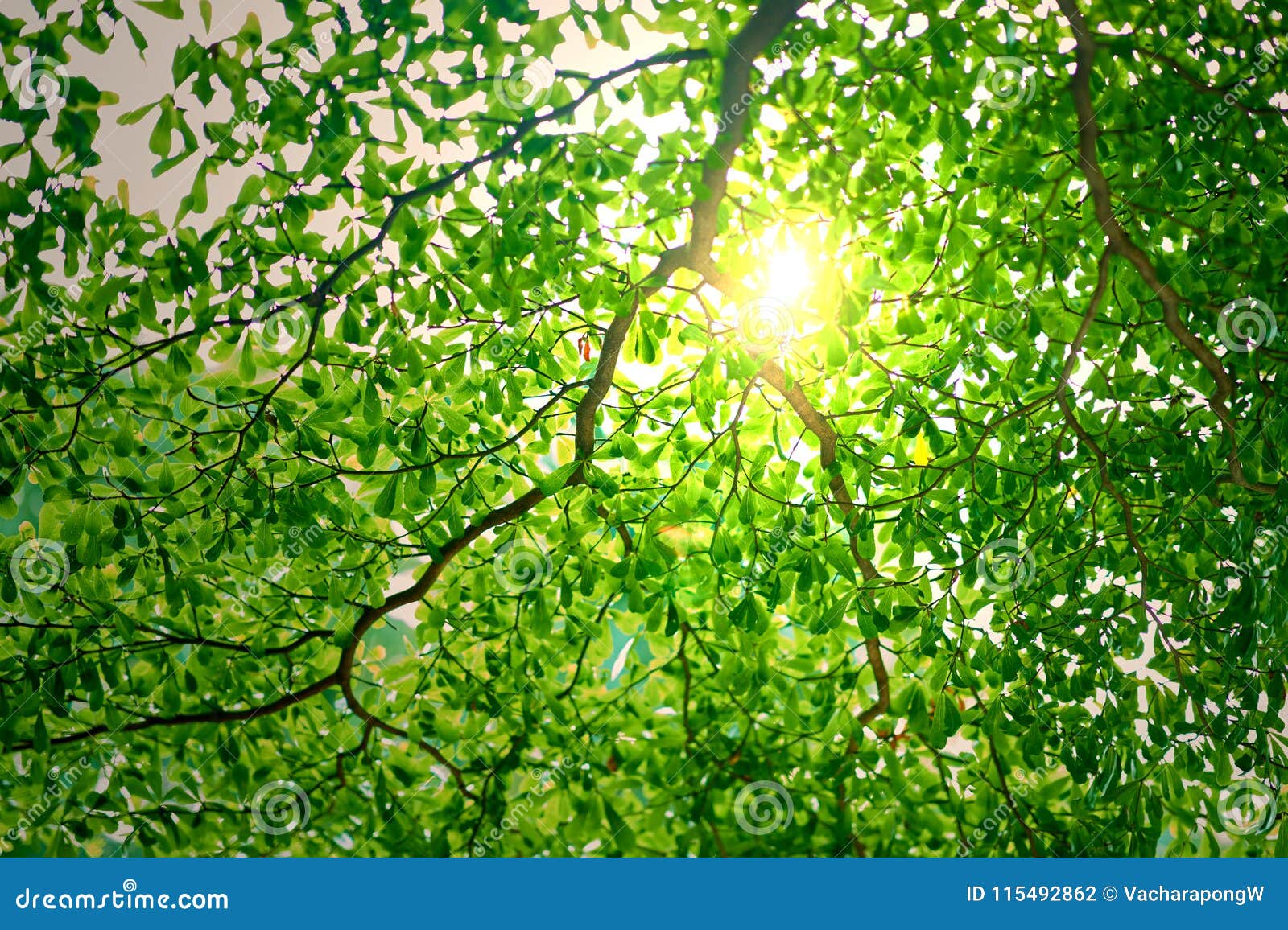 Sun Ray or Light Behind the Branches of Green Leaves or Foliage Stock ...