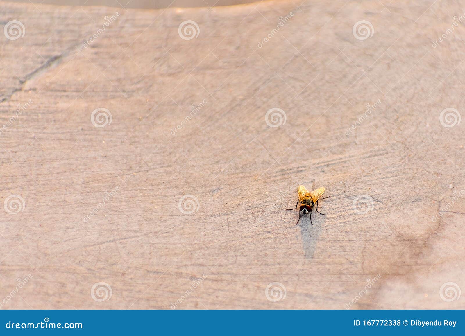 sun rays falling on housefly