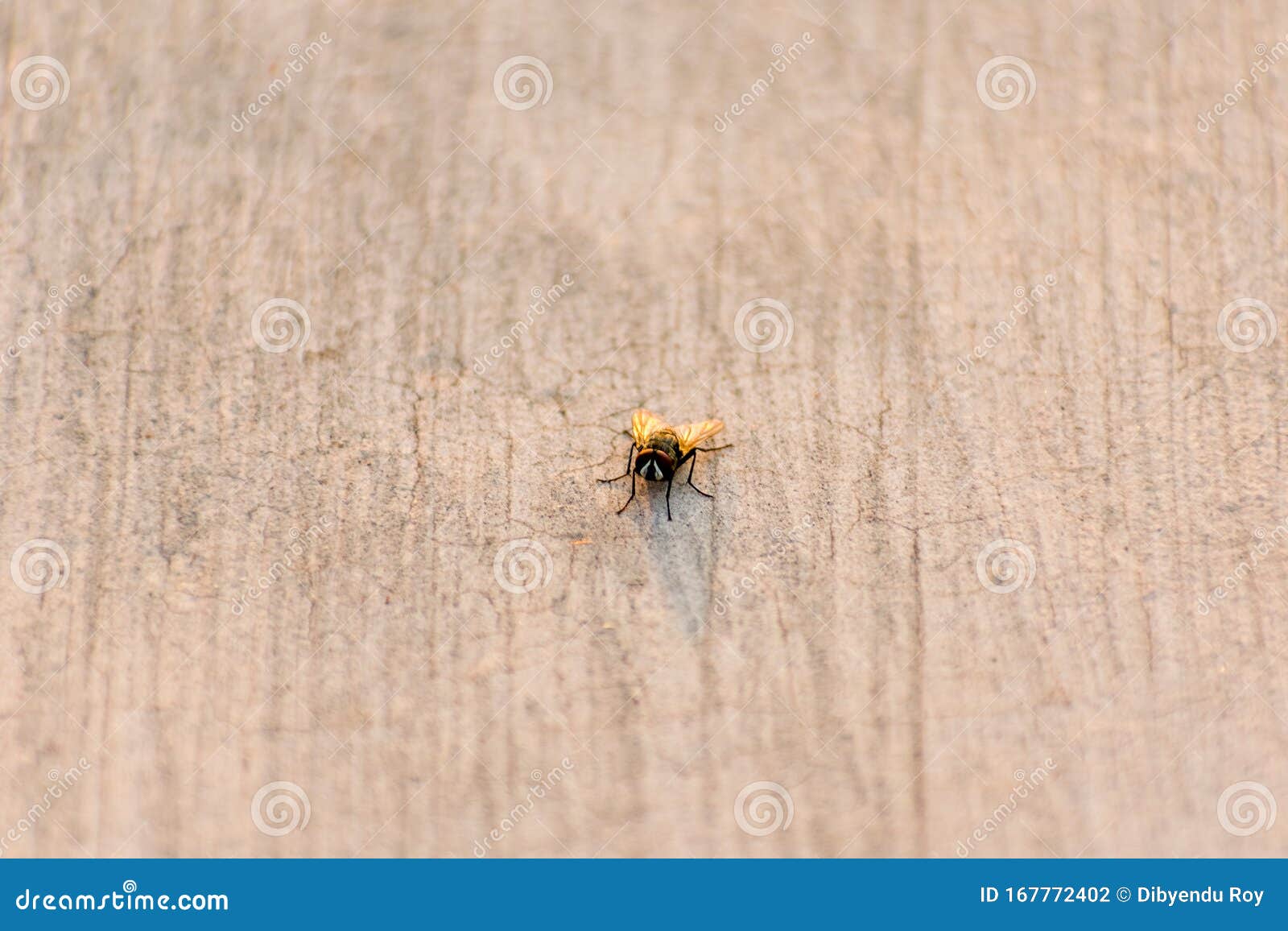 sun rays falling on housefly